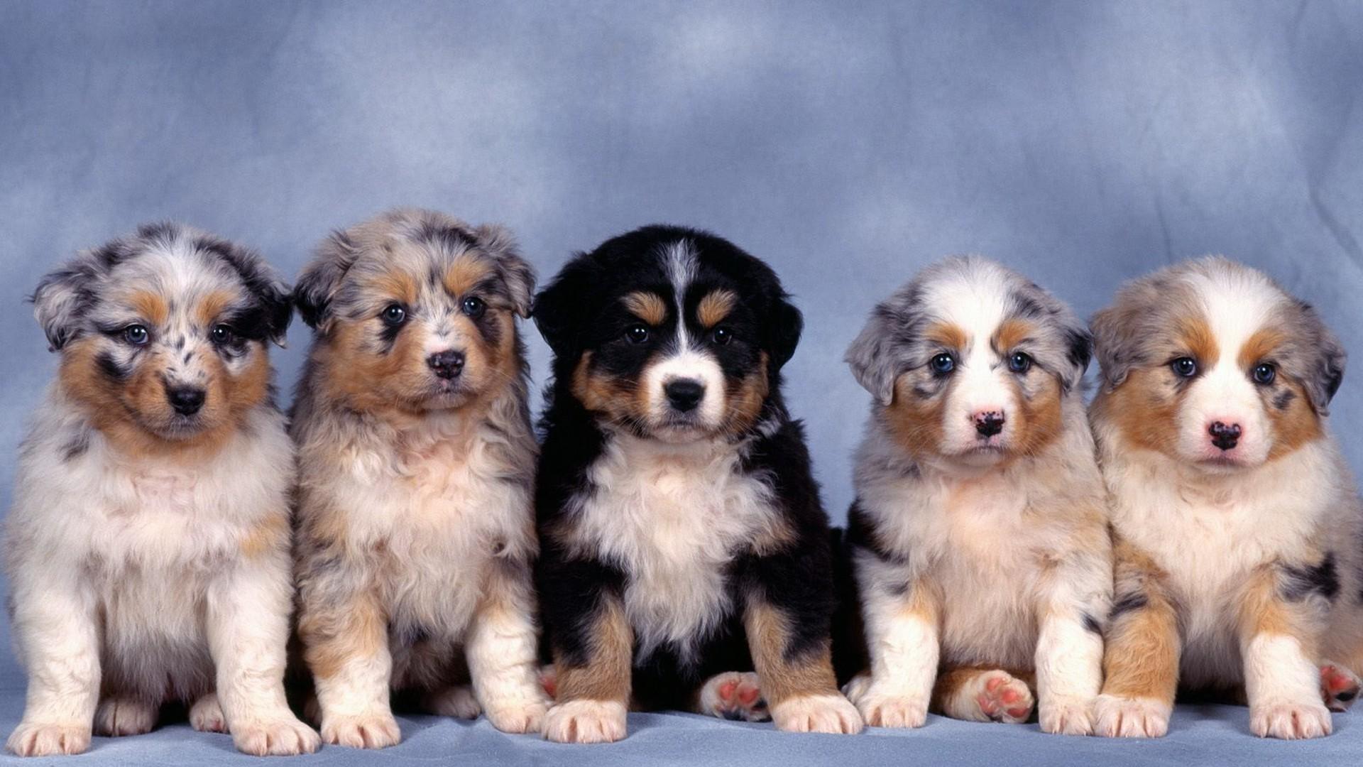 1920x1080 Animals australian shepherds baby blue background dogs wallpaper