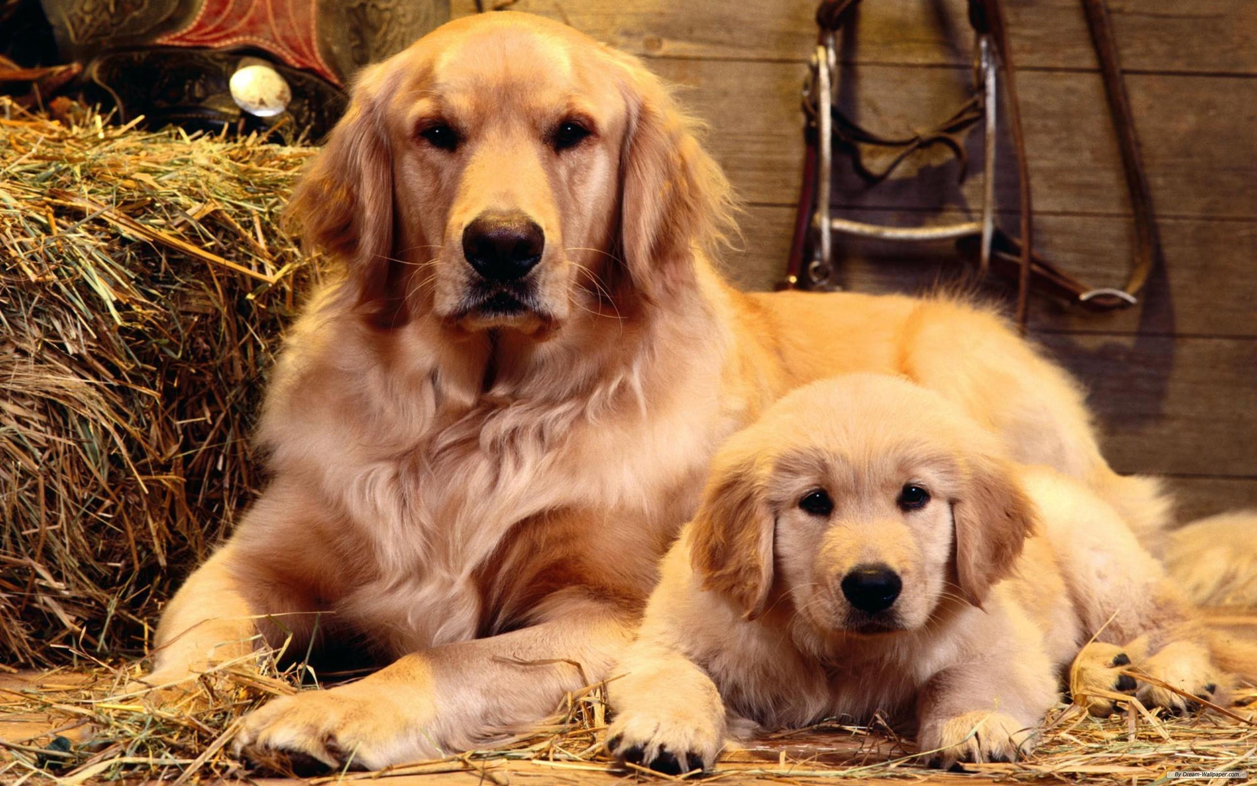 2560x1600 Dogs image Dogs HD wallpaper and background photo