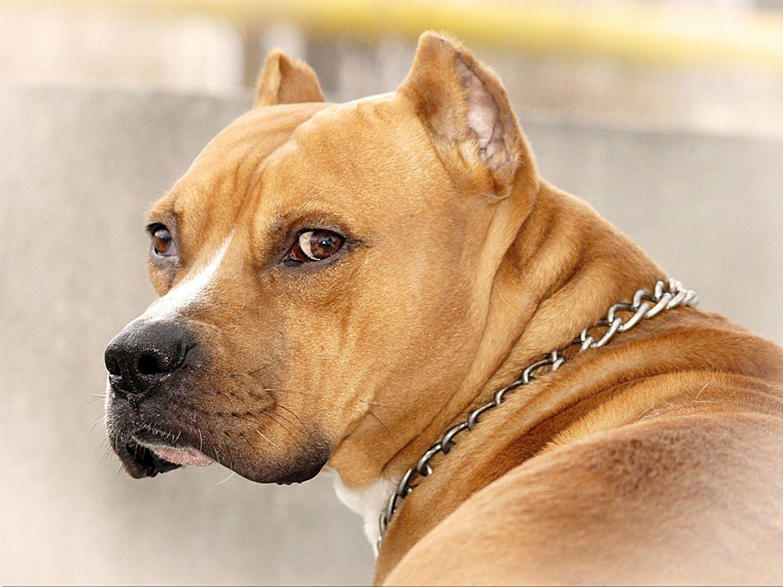 1600x1200 Pitbull Dog Wallpaper HD