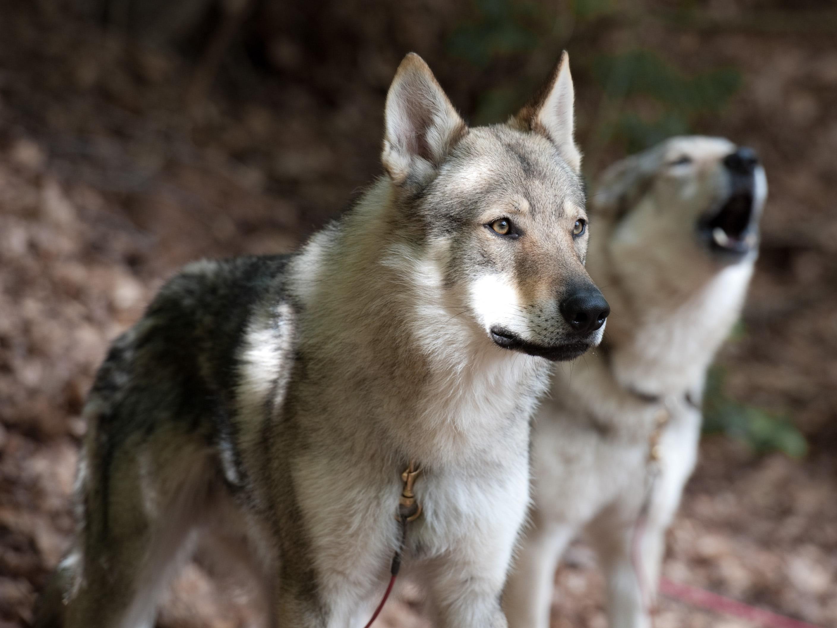 2818x2114 Dogs wallpaper wolf dogs