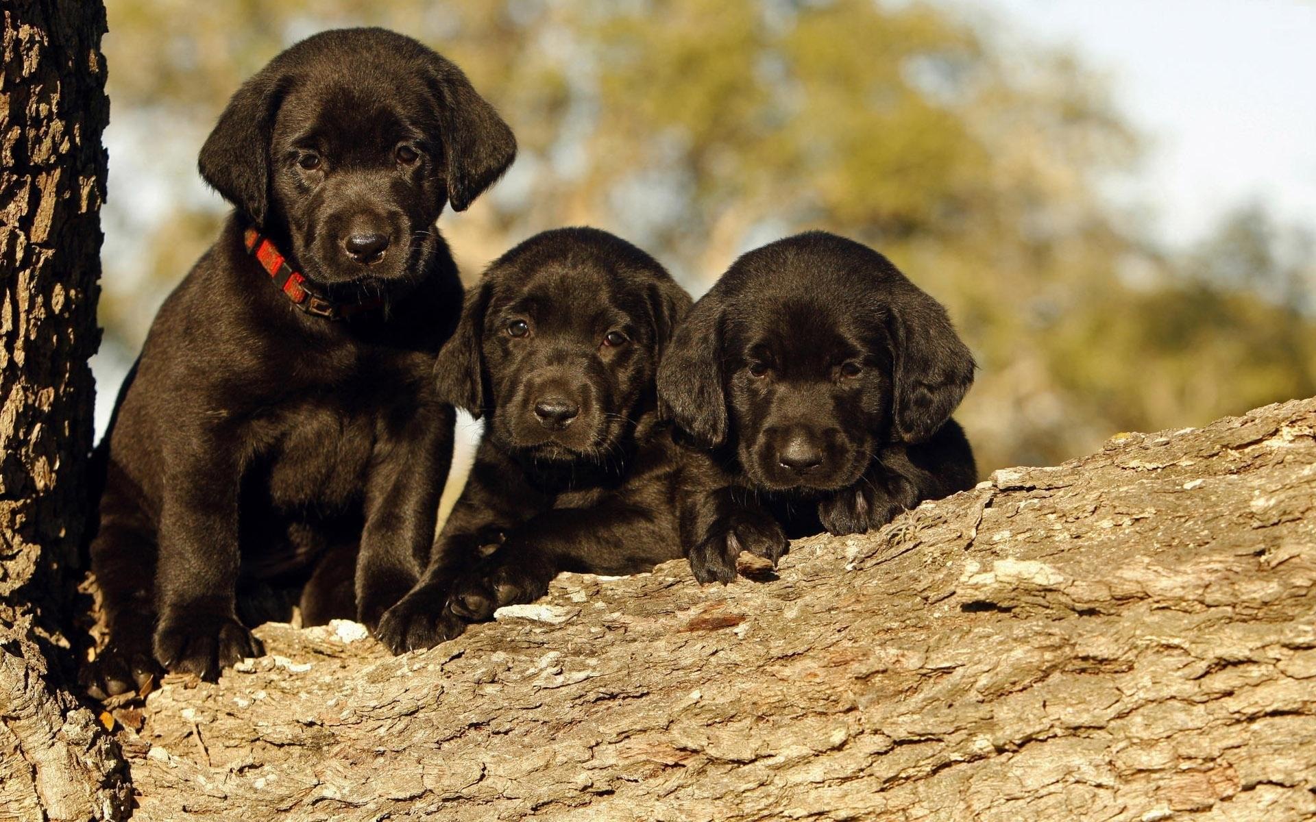 1920x1200 Cute, Baby, Three, Black, Dog, Full, Screen, Wallpaper, Photo, New