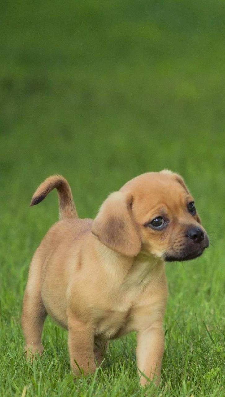726x1280 Download dogs Wallpaper