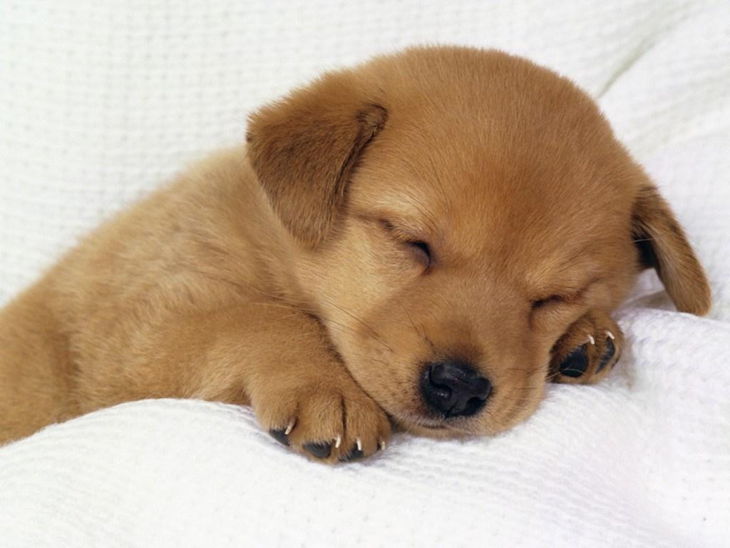 1024x768 cute dog wallpaper. Free Download HD Wallpaper