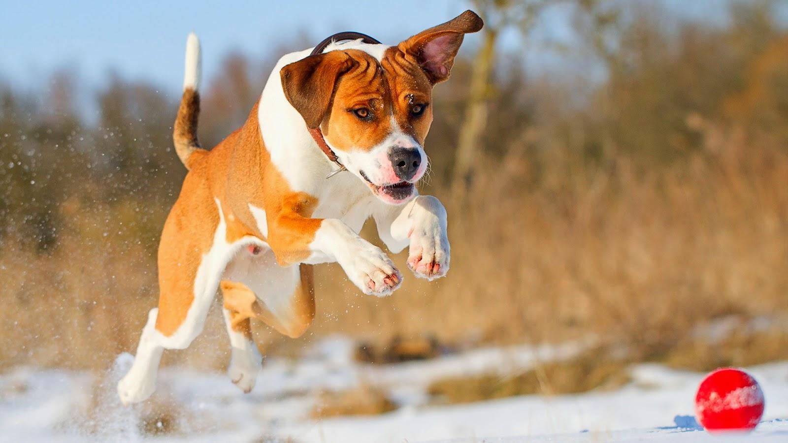 1600x900 Pit Bull Dogs Wallpaper: Pitbull Dog New Wallpaper