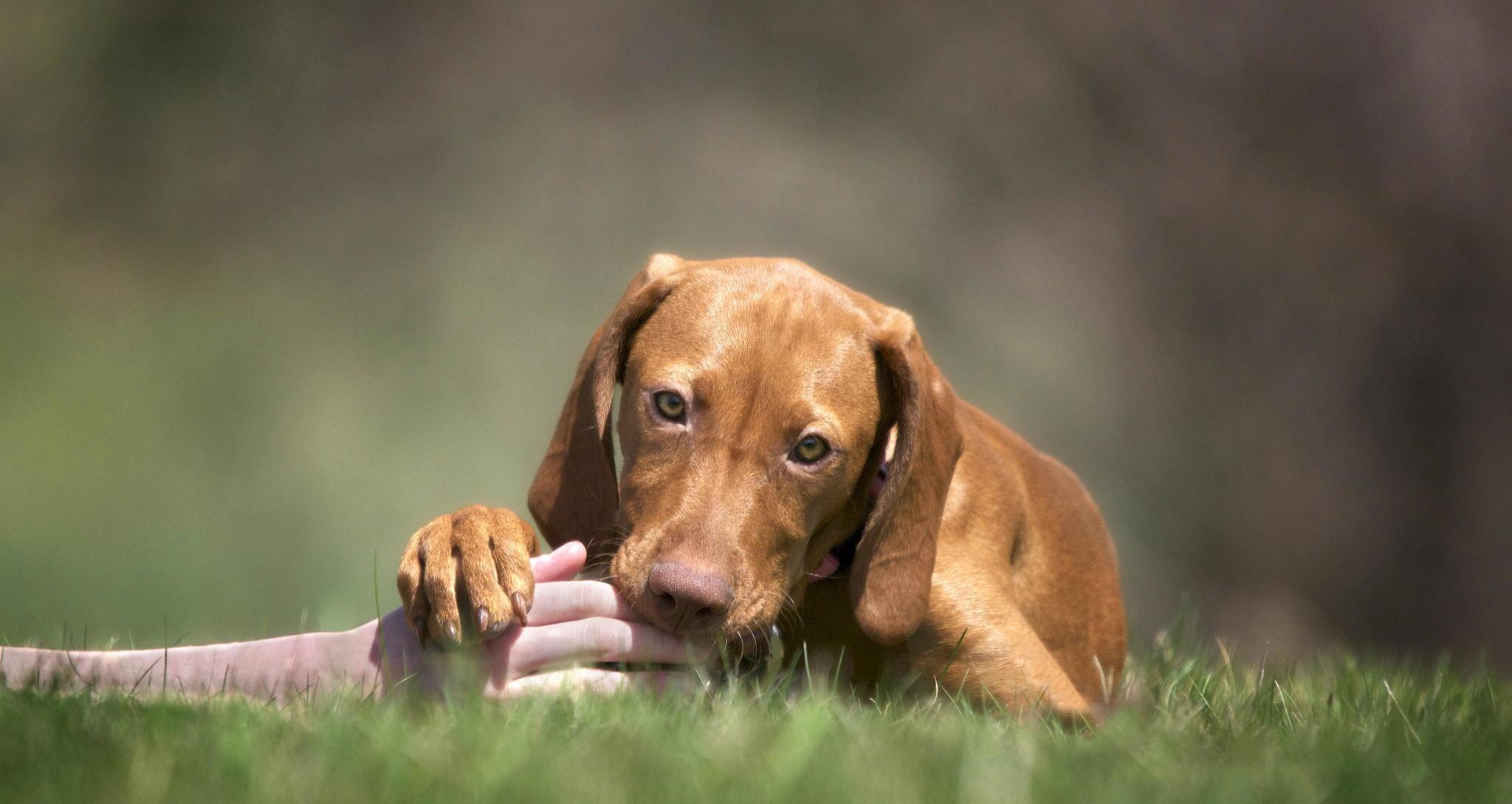 2048x1088 Cool Dogs Wallpaper