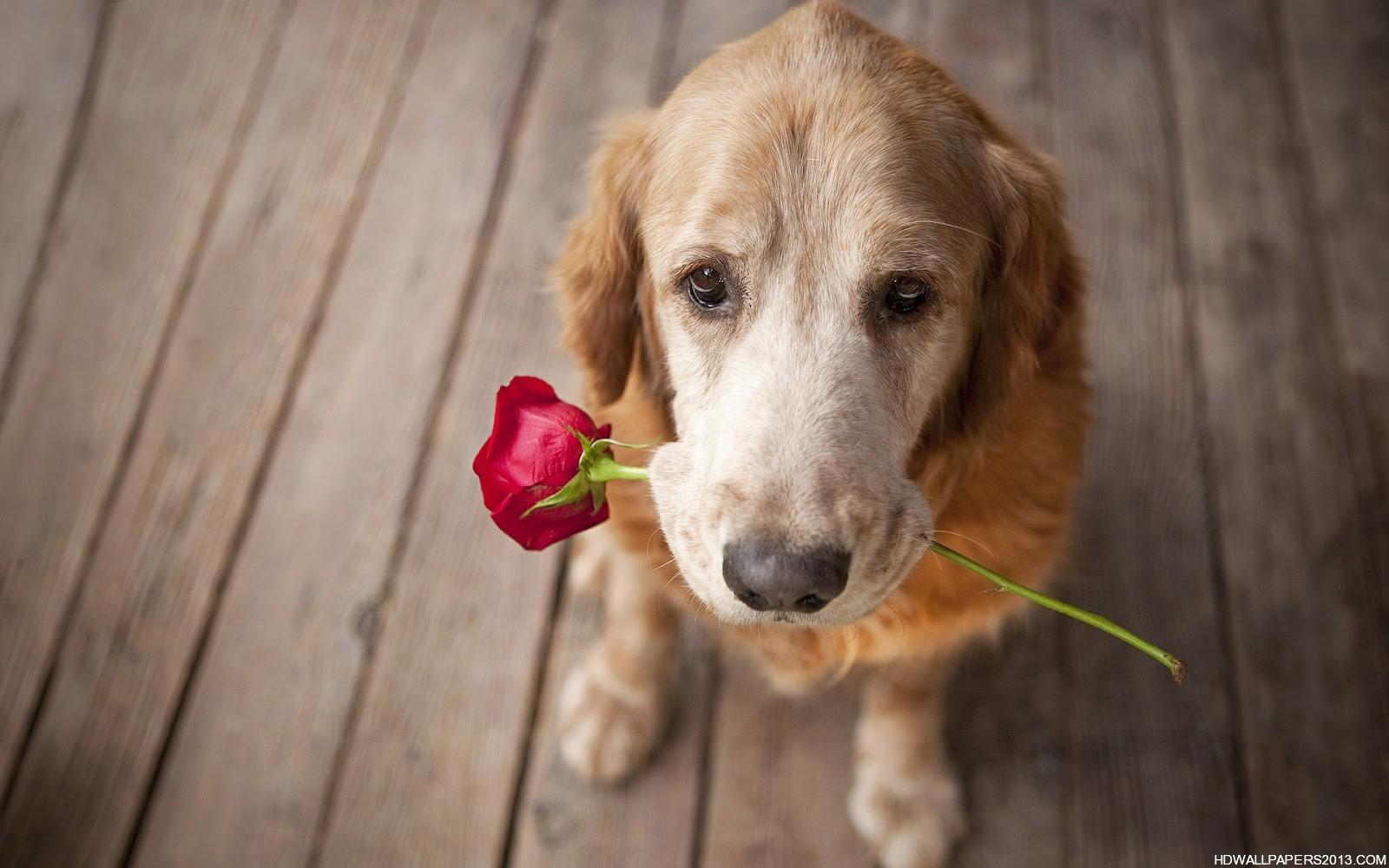 1600x1000 Dogs Wallpaper. High Definition Wallpaper, High Definition Background