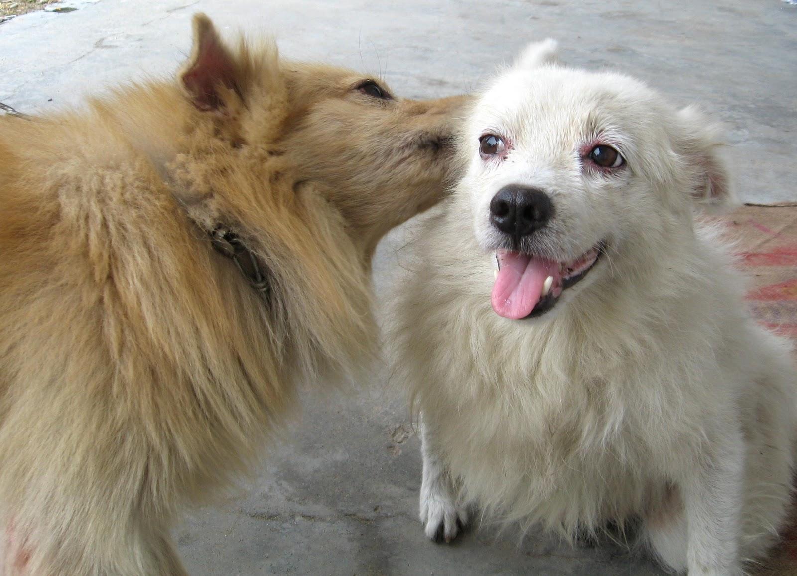 1600x1156 Indian Spitz dogs photo and wallpaper. Beautiful Indian Spitz dogs