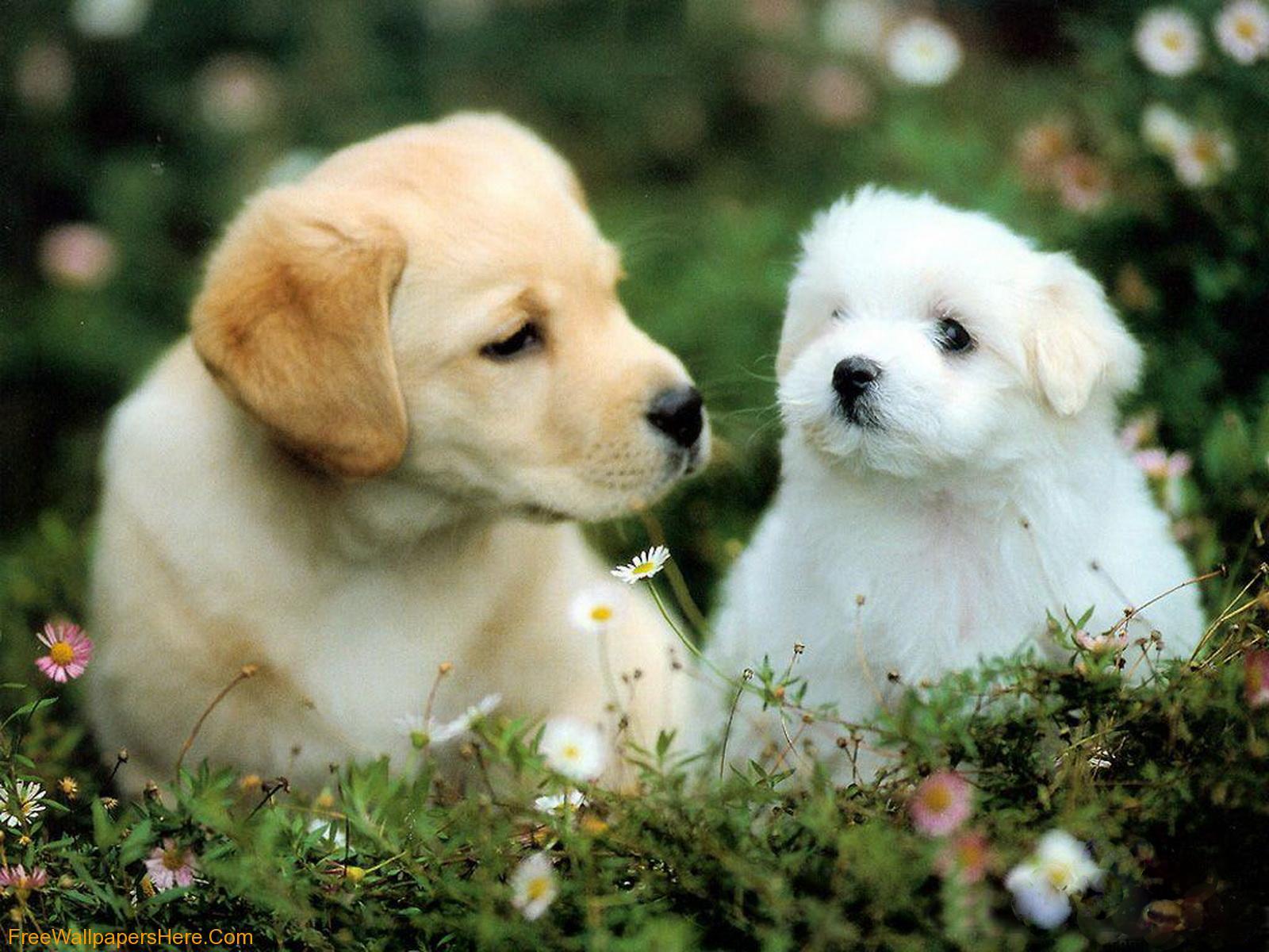 1600x1200 Download Free HD Cute Puppy Dog Wallpaper. The Quotes Land