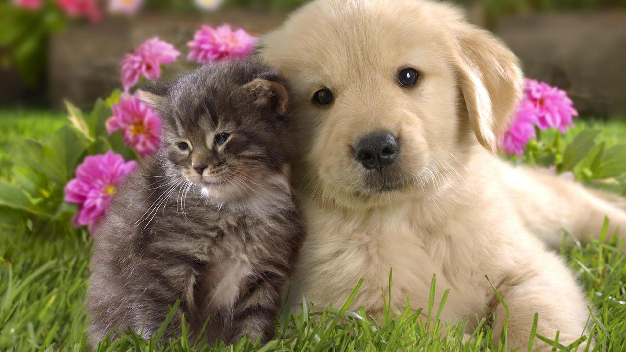 1280x720 Dogs Wallpaper 5 X 800