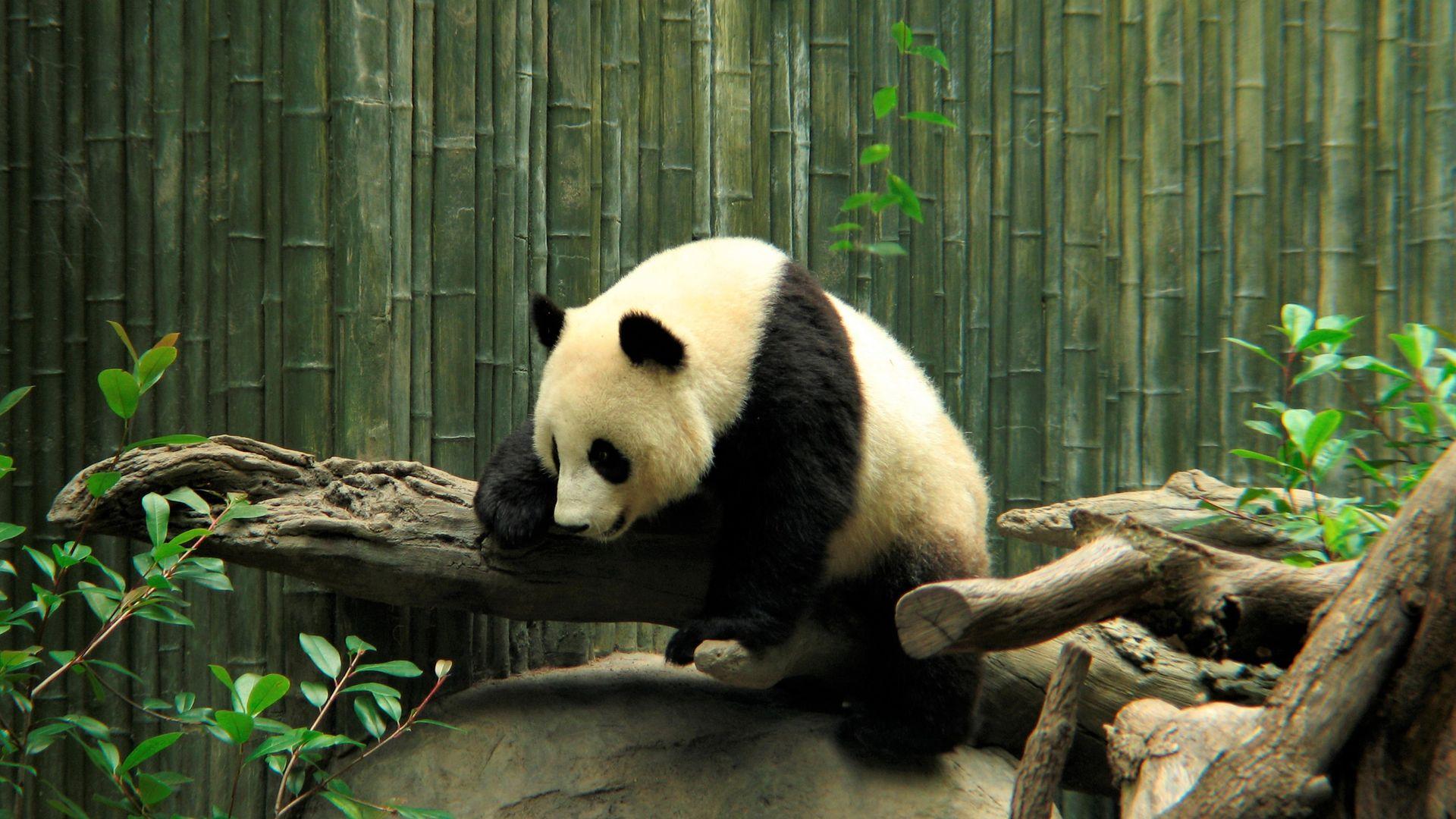 1920x1080 Zoo Cute Panda Wallpaper