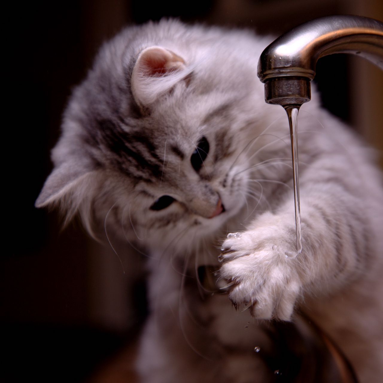 1280x1280 Download wallpaper 1280x1280 kitten, tap, water, jet ipad, ipad ipad mini for parallax HD background