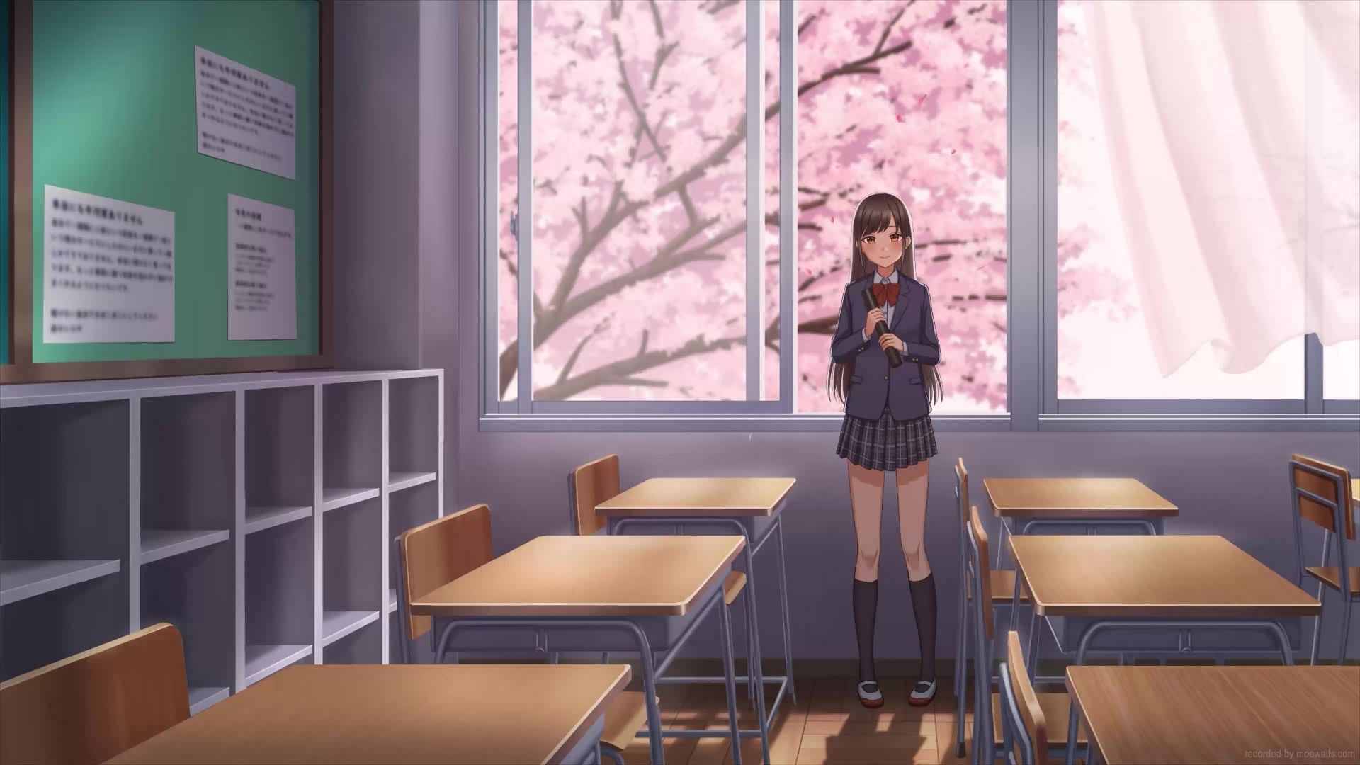 1920x1080 Anime School Girl Classroom Sakura Live Wallpaper
