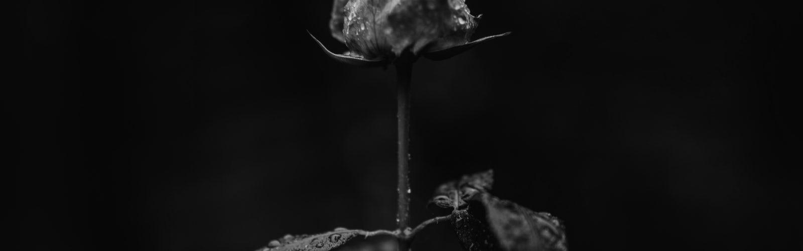 1600x500 Dark Aesthetic best free dark, black, light, and flower photo
