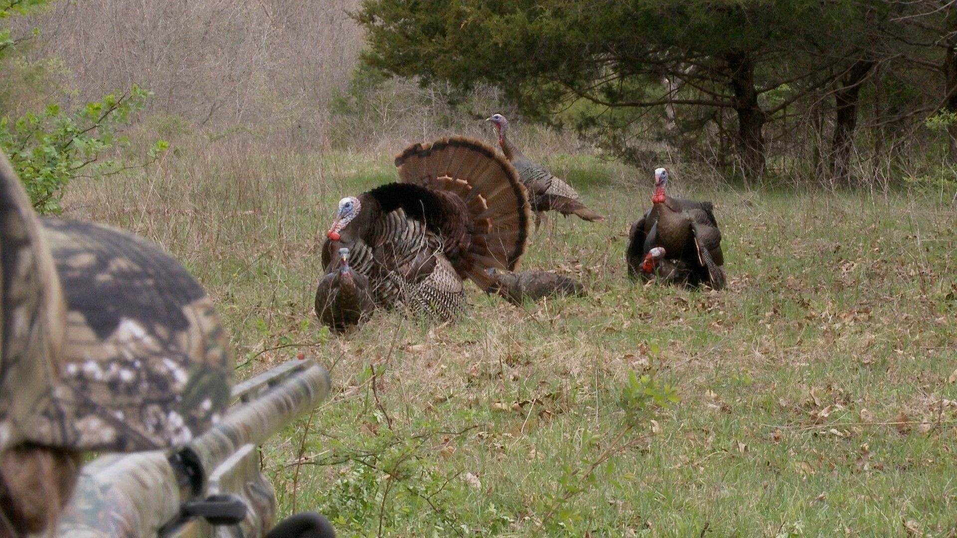 Turkey Hunting Wallpapers Top Free Turkey Hunting Backgrounds