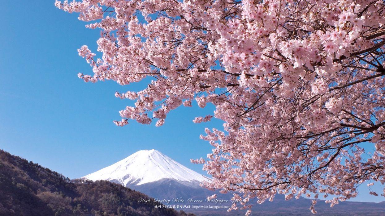 1244x700 Sakura wallpaperx1080
