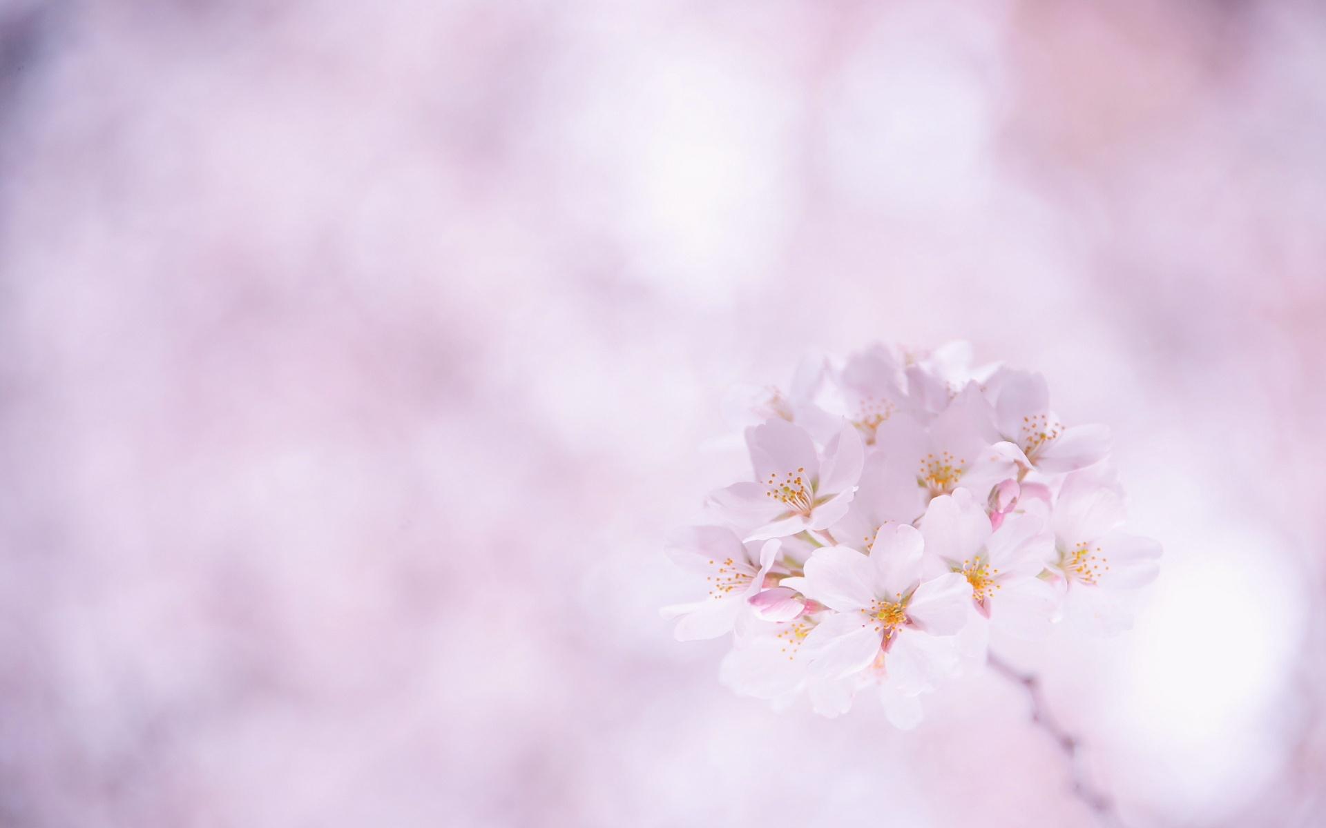1920x1200 Sakura Wallpaper