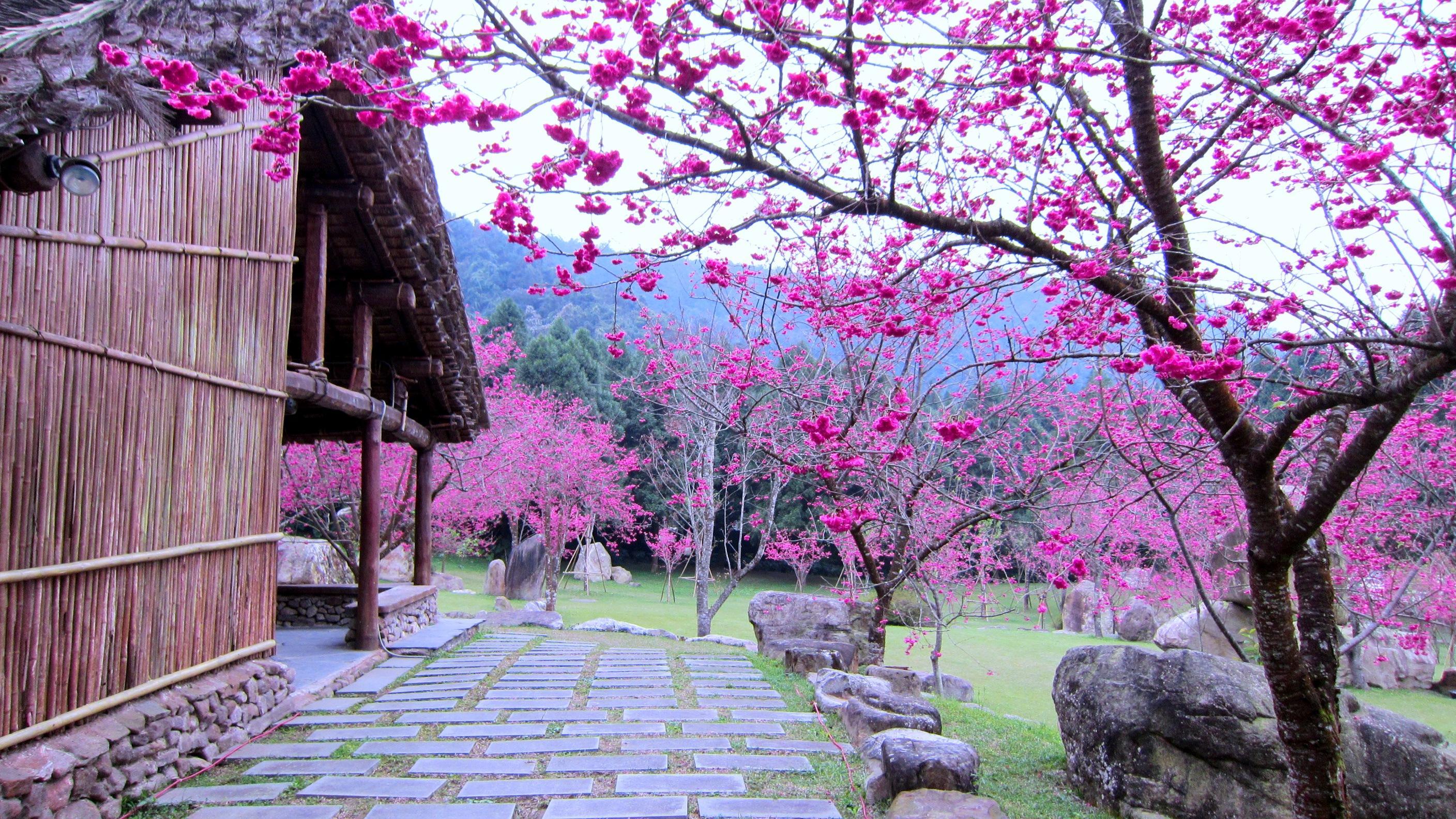 2816x1584 Sakura Wallpaper