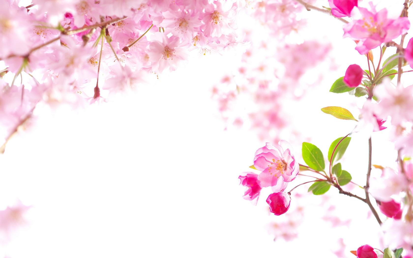 1680x1050 Sakura Wallpaper