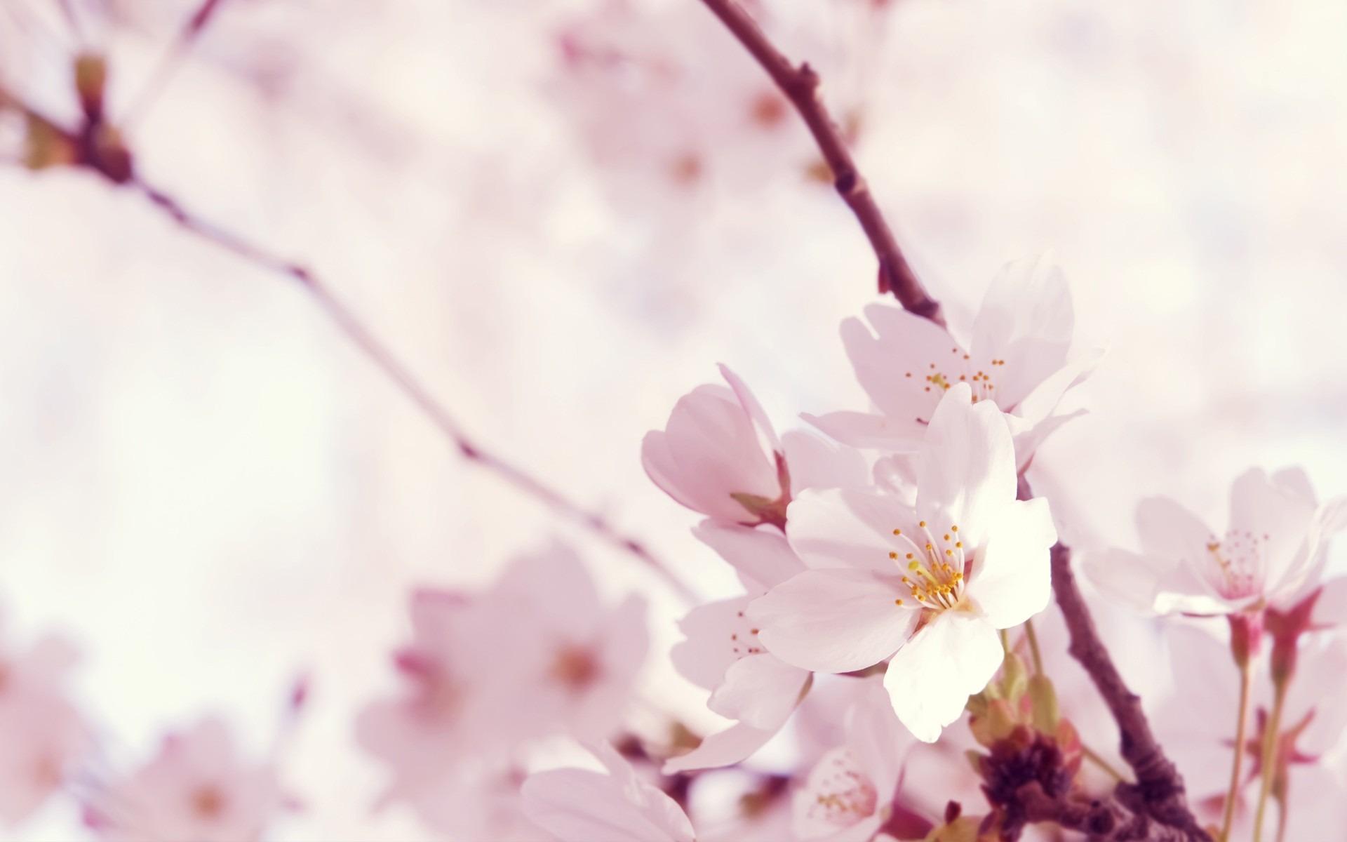1920x1200 Best Sakura Wallpaper Wallpaper. Download HD Wallpaper