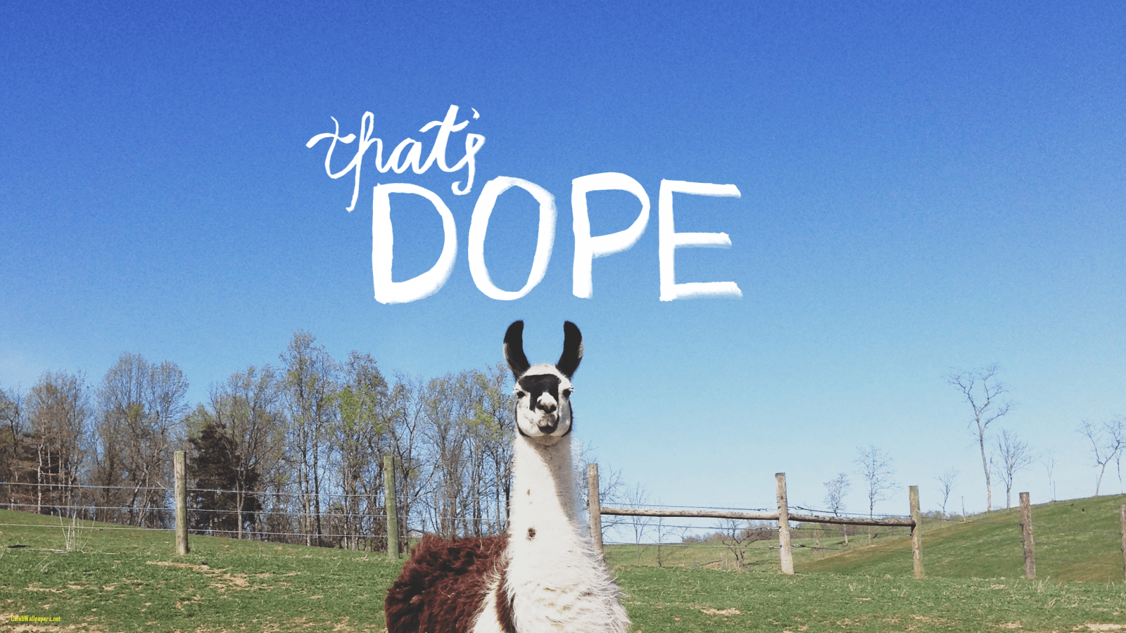 1600x900 Llama Wallpaper 5 X 900