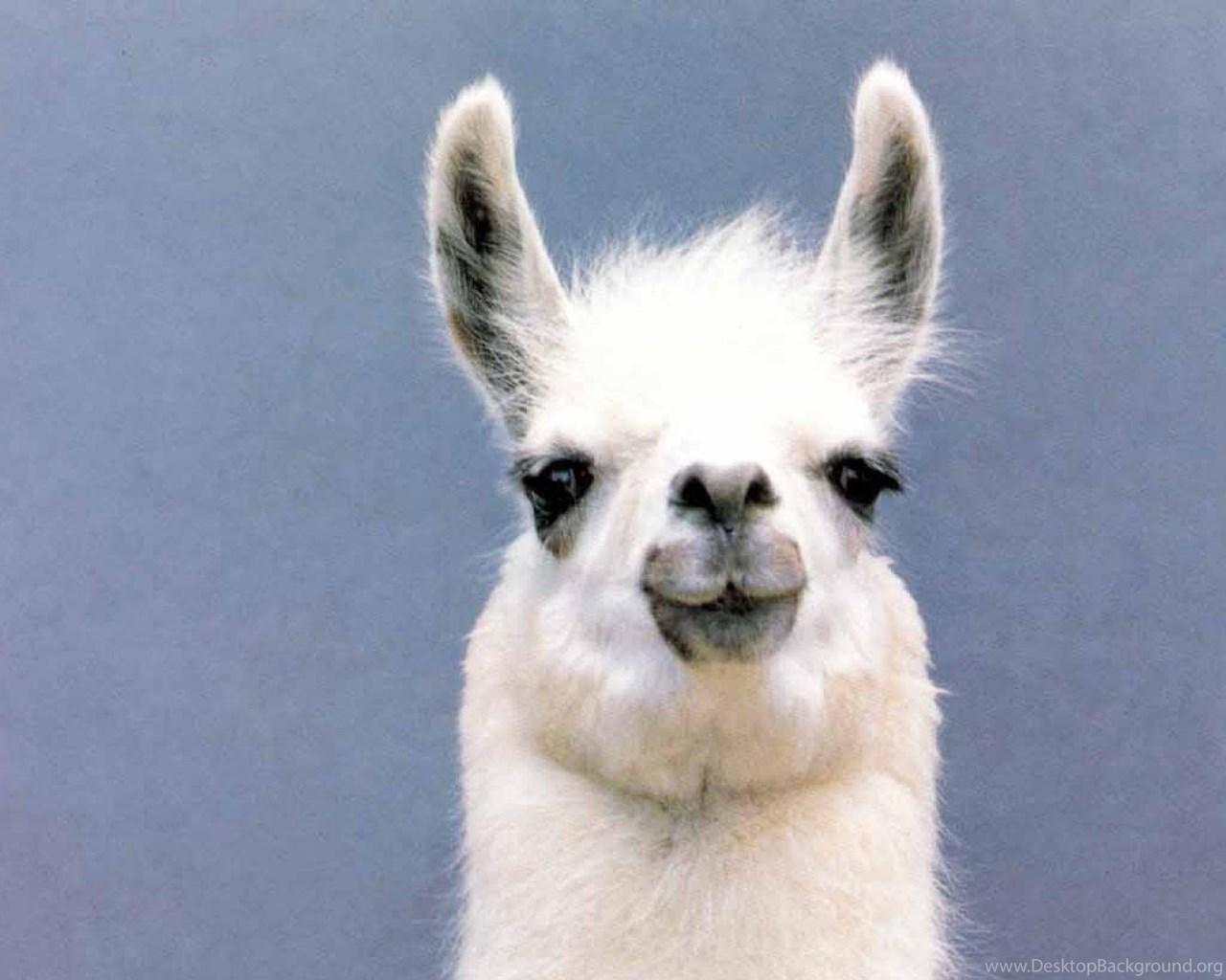 1280x1024 Llama Wallpaper 10 X 1024