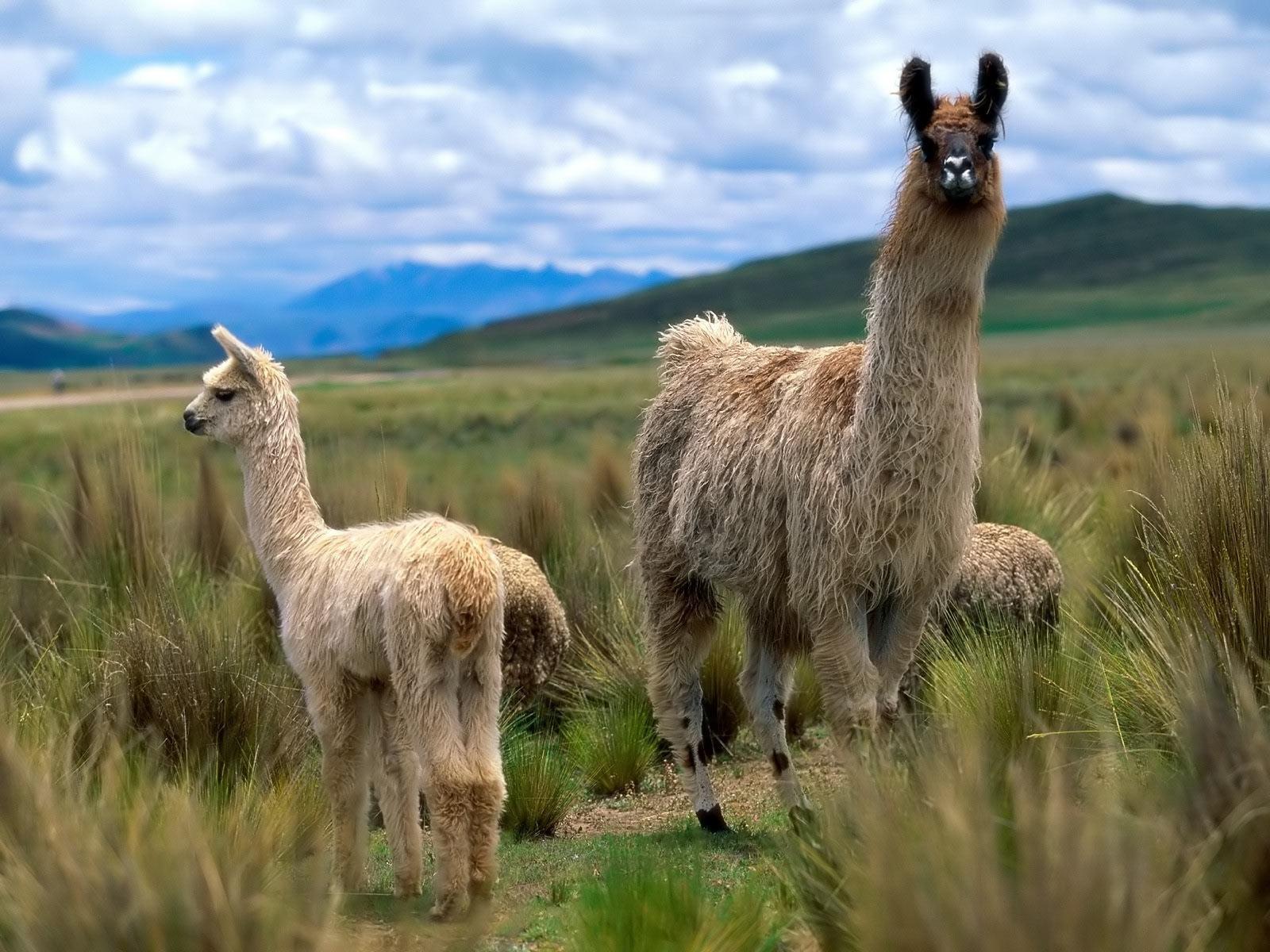 1600x1200 Alpacas and Llamas image Llama wallpaper! HD wallpaper