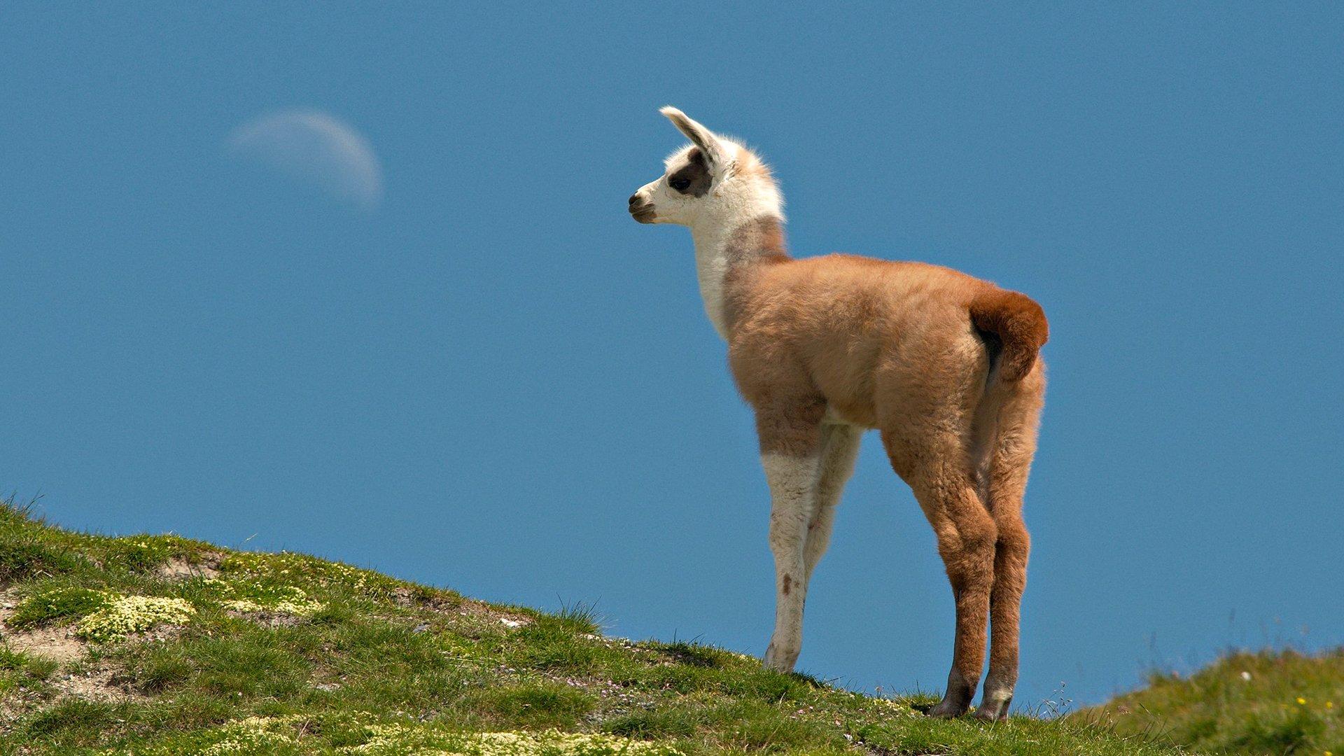 1920x1080 Llama HD Wallpaper