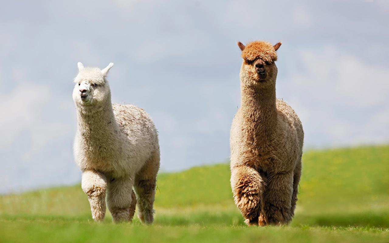 1280x800 Wallpaper Lama 2 Meadow Animals