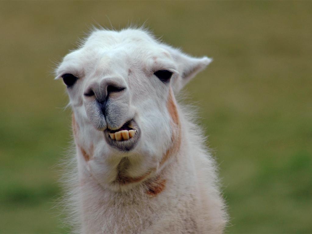 1024x768 Llama Wallpaper 9 X 786