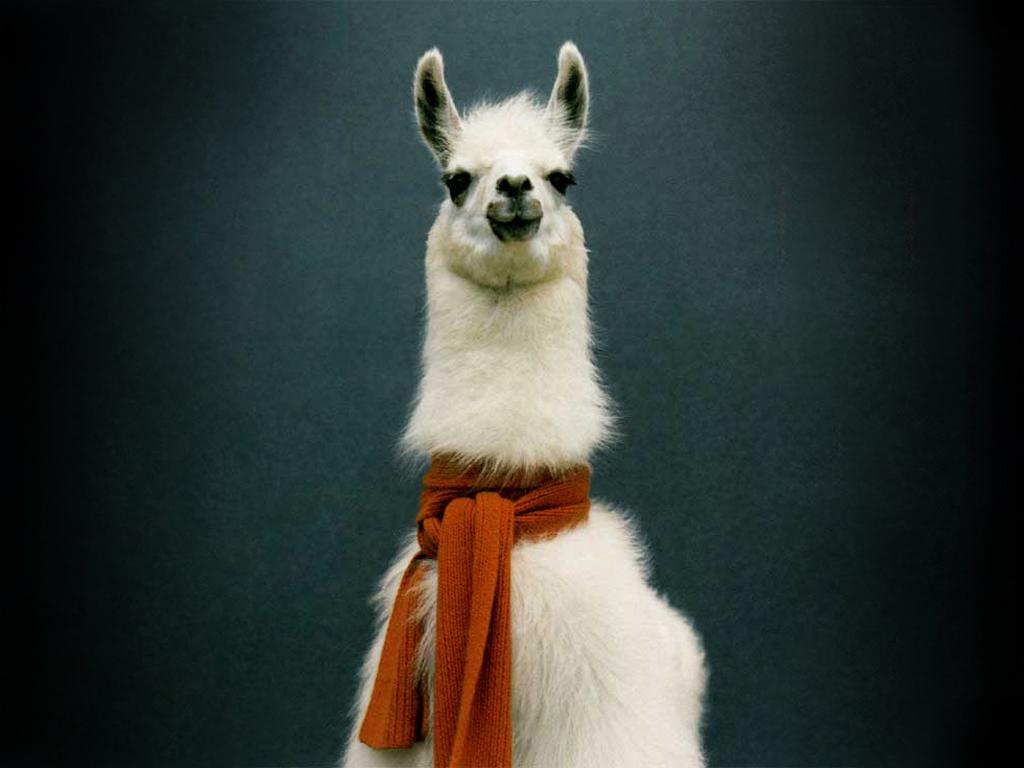 1024x768 Llama Wallpaper 7 X 768