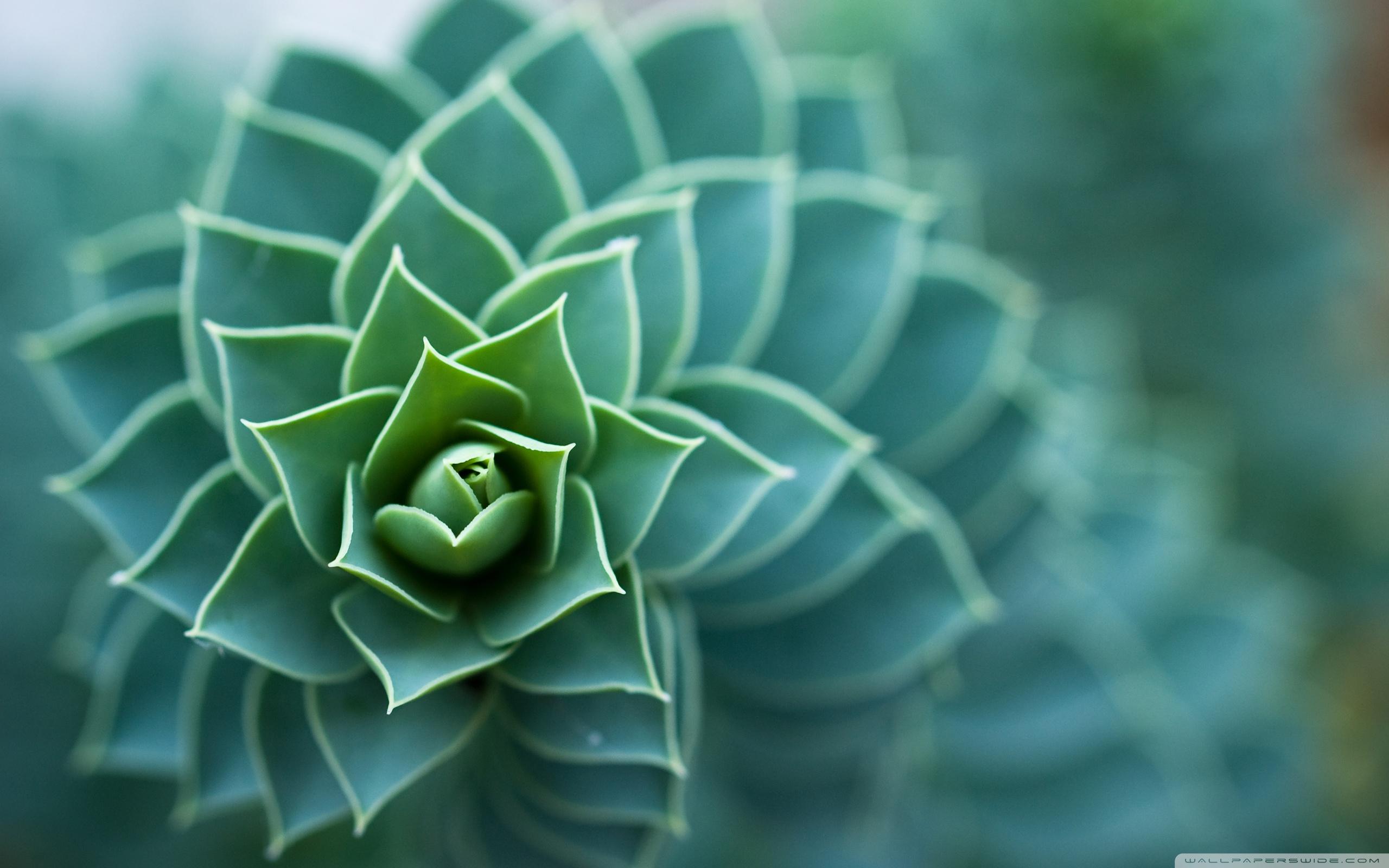 2560x1600 Beautiful Plant ❤ 4K HD Desktop Wallpaper for 4K Ultra HD TV