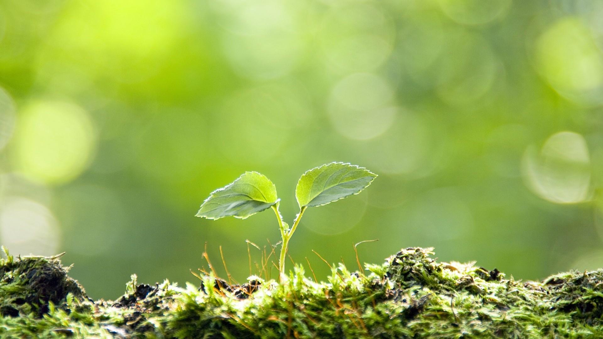 1920x1080 Plants Wallpaper 28619