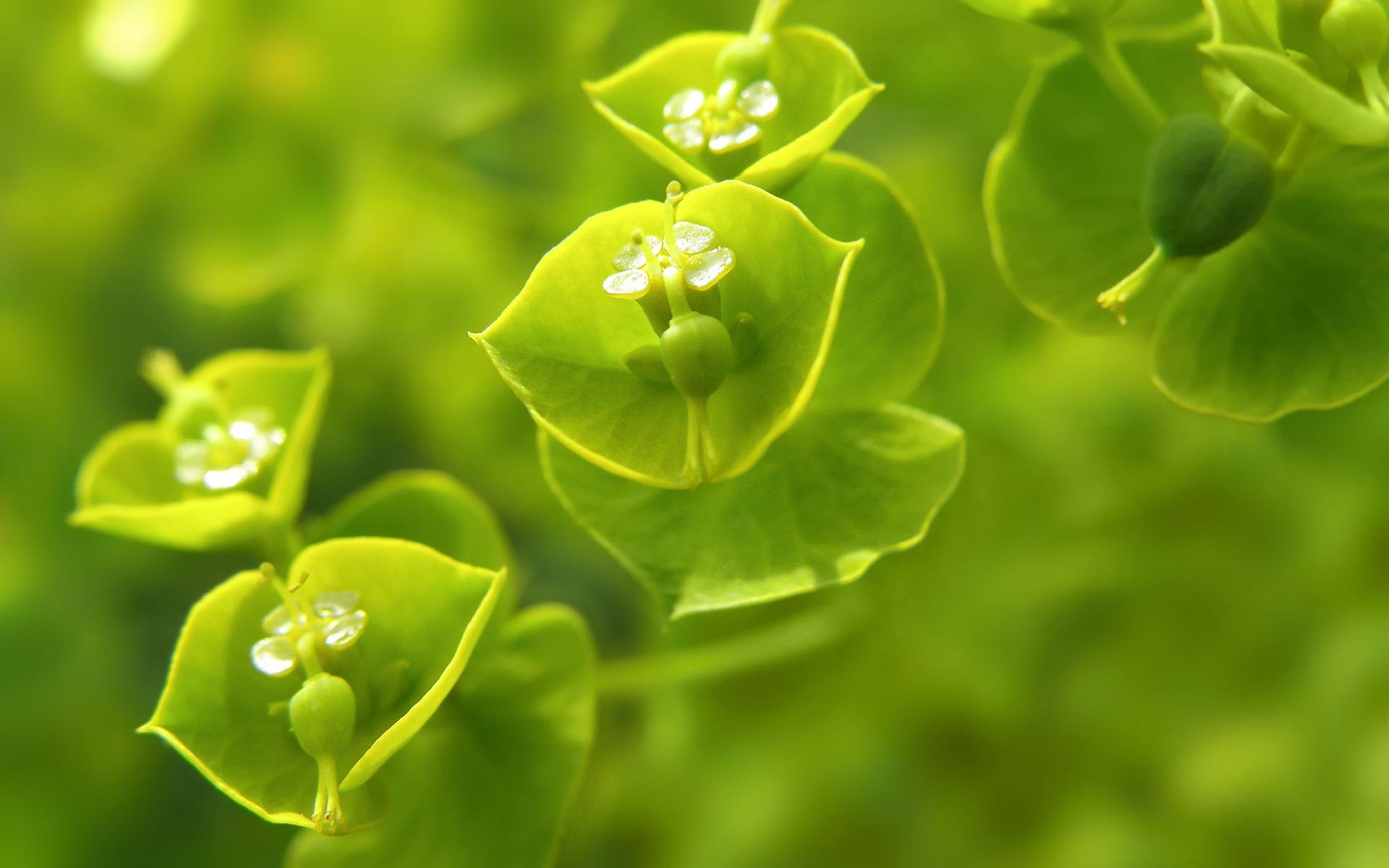 1920x1200 In The Green Wallpaper Plants Nature Wallpaper in jpg format