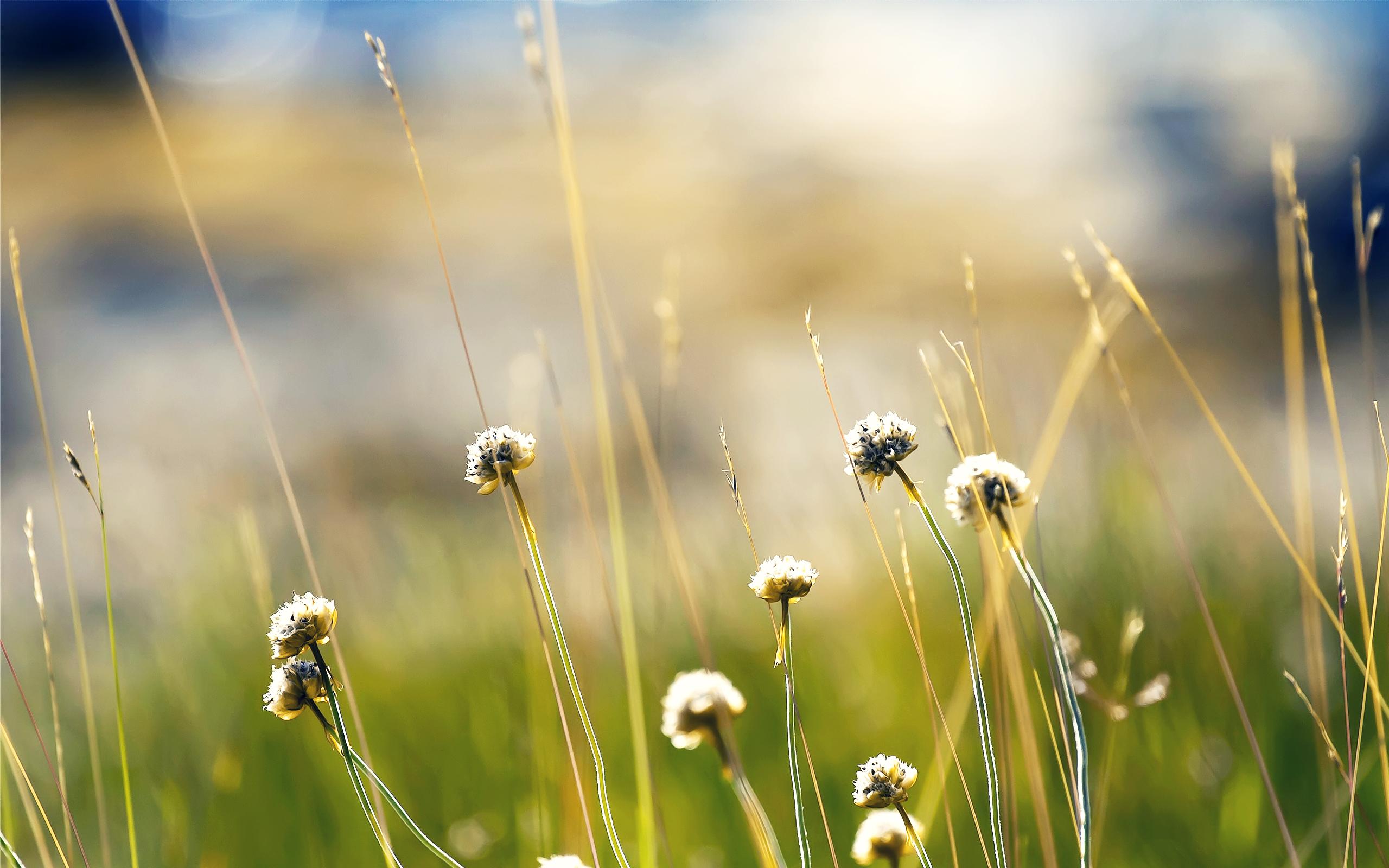 2560x1600 Norway Plants Wallpaper