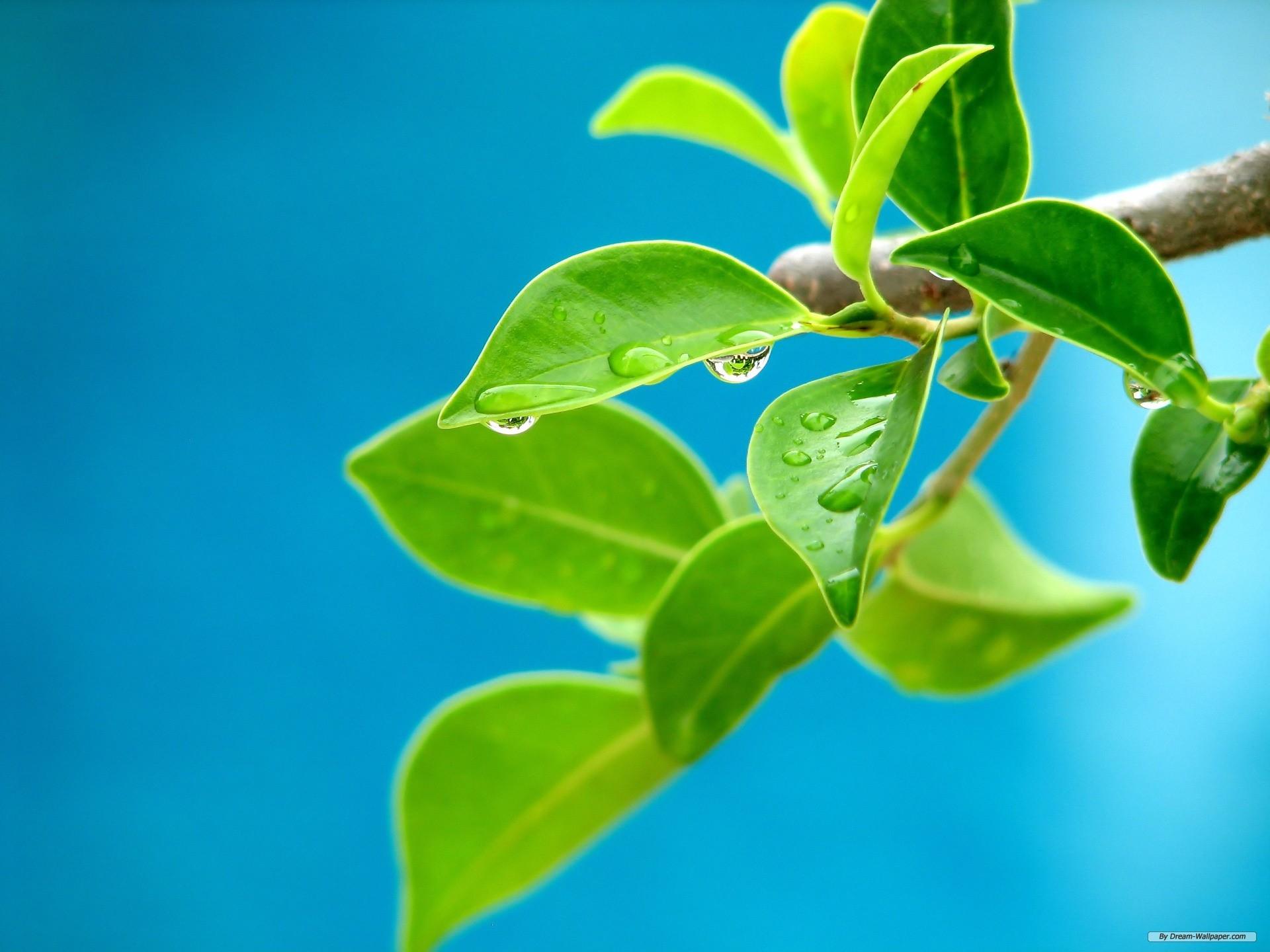1920x1440 Free Wallpaper Nature wallpaper Plants Wallpaper 12
