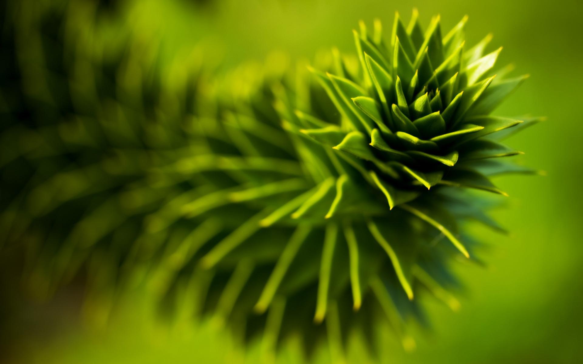 1920x1200 Monkey Puzzle Wallpaper Plants Nature Wallpaper in jpg format