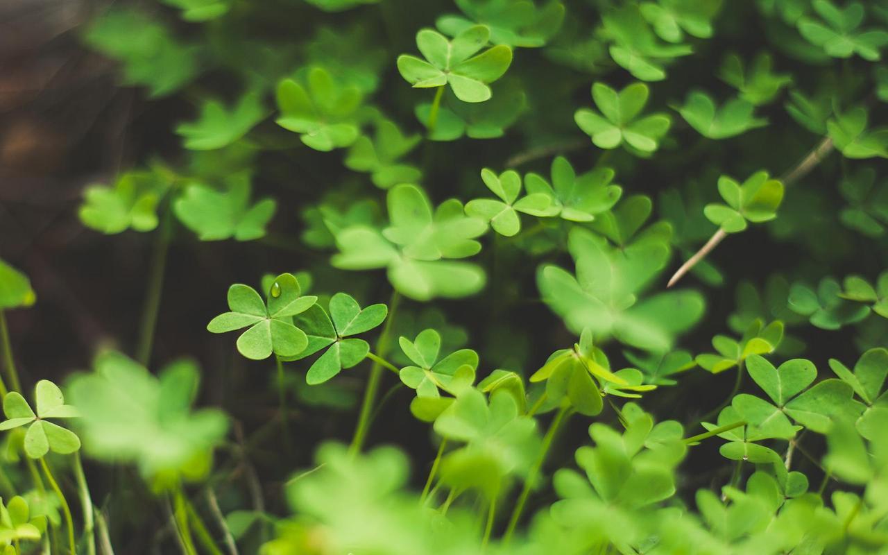 1280x800 Fresh Plants Wallpaper for Android