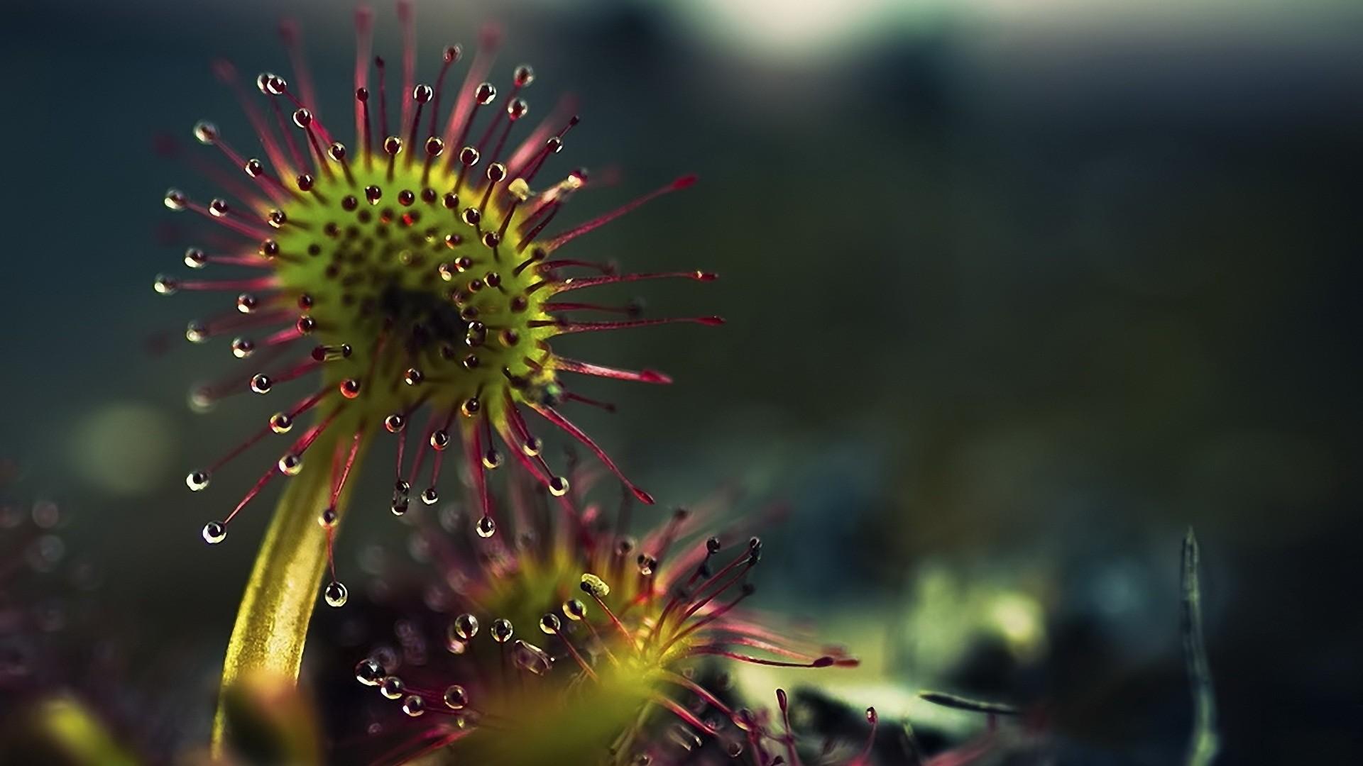 1920x1080 Plants Wallpaper