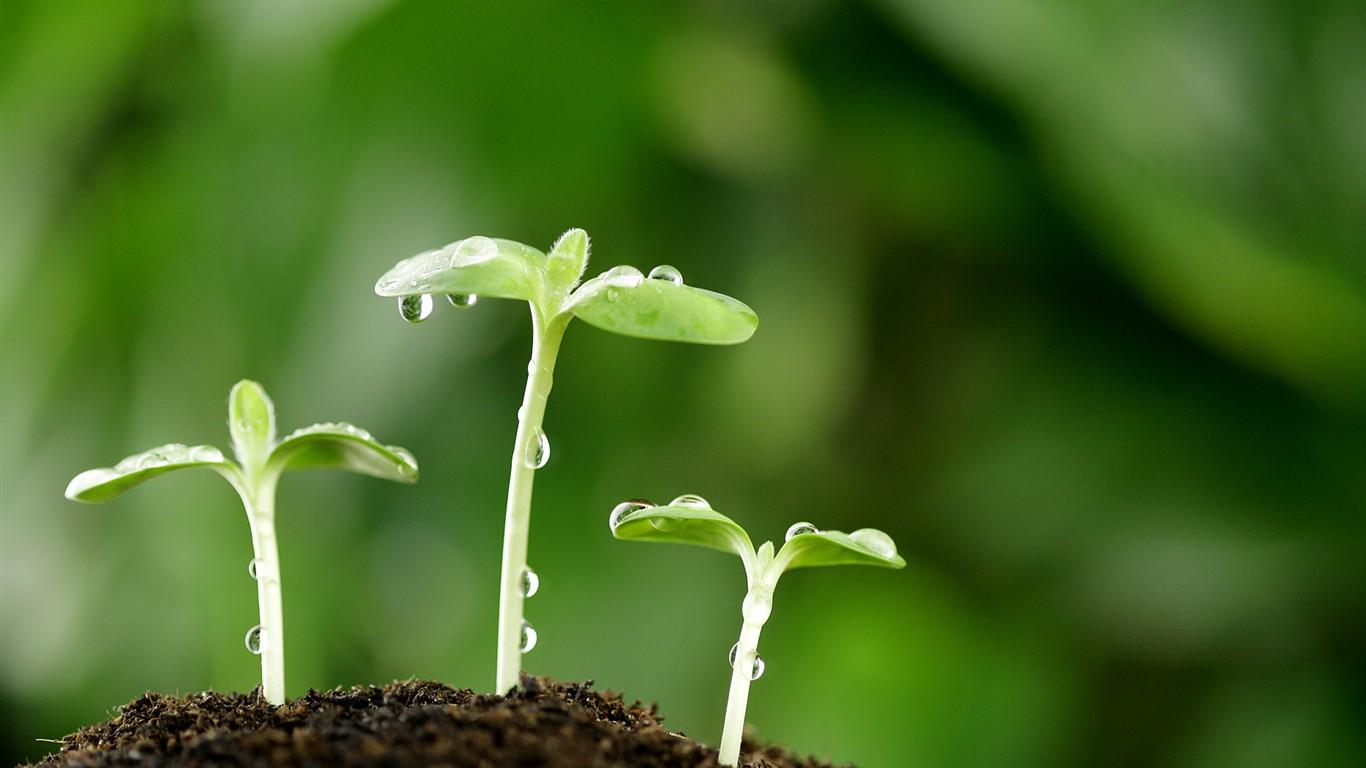 1366x768 Plants Hd Wallpaper 5. BVG Life Sciences Ltd