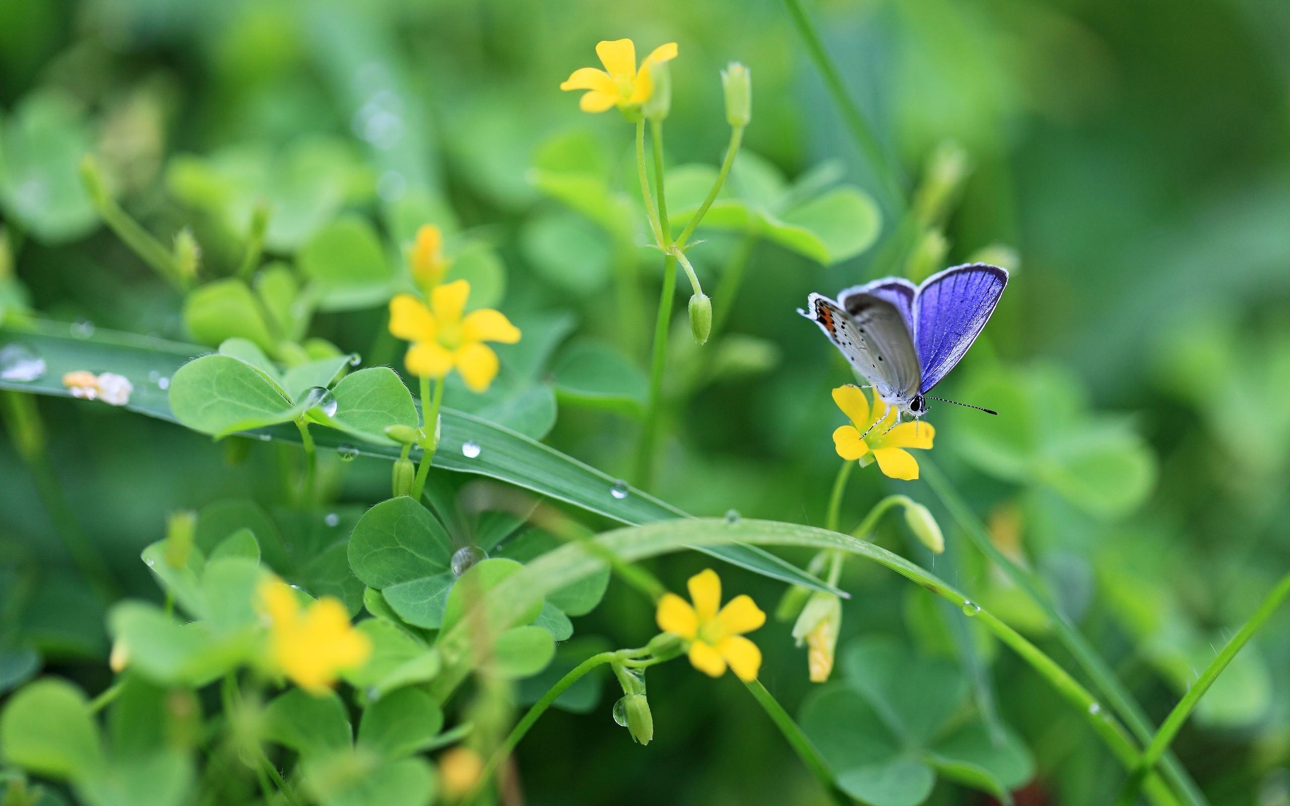 2560x1600 Nature plants wallpaper. PC