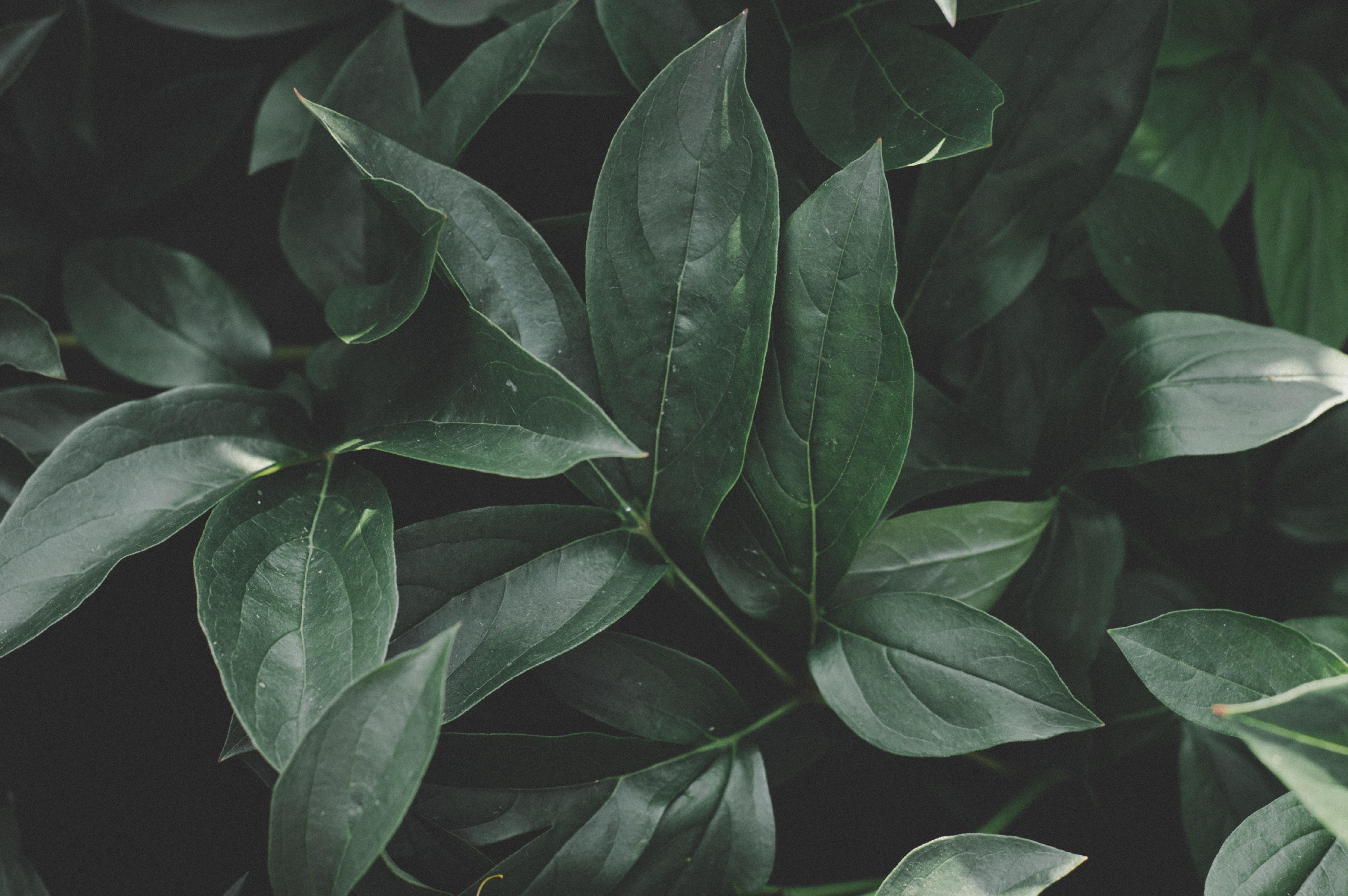5820x3870 Engaging Plants Photo