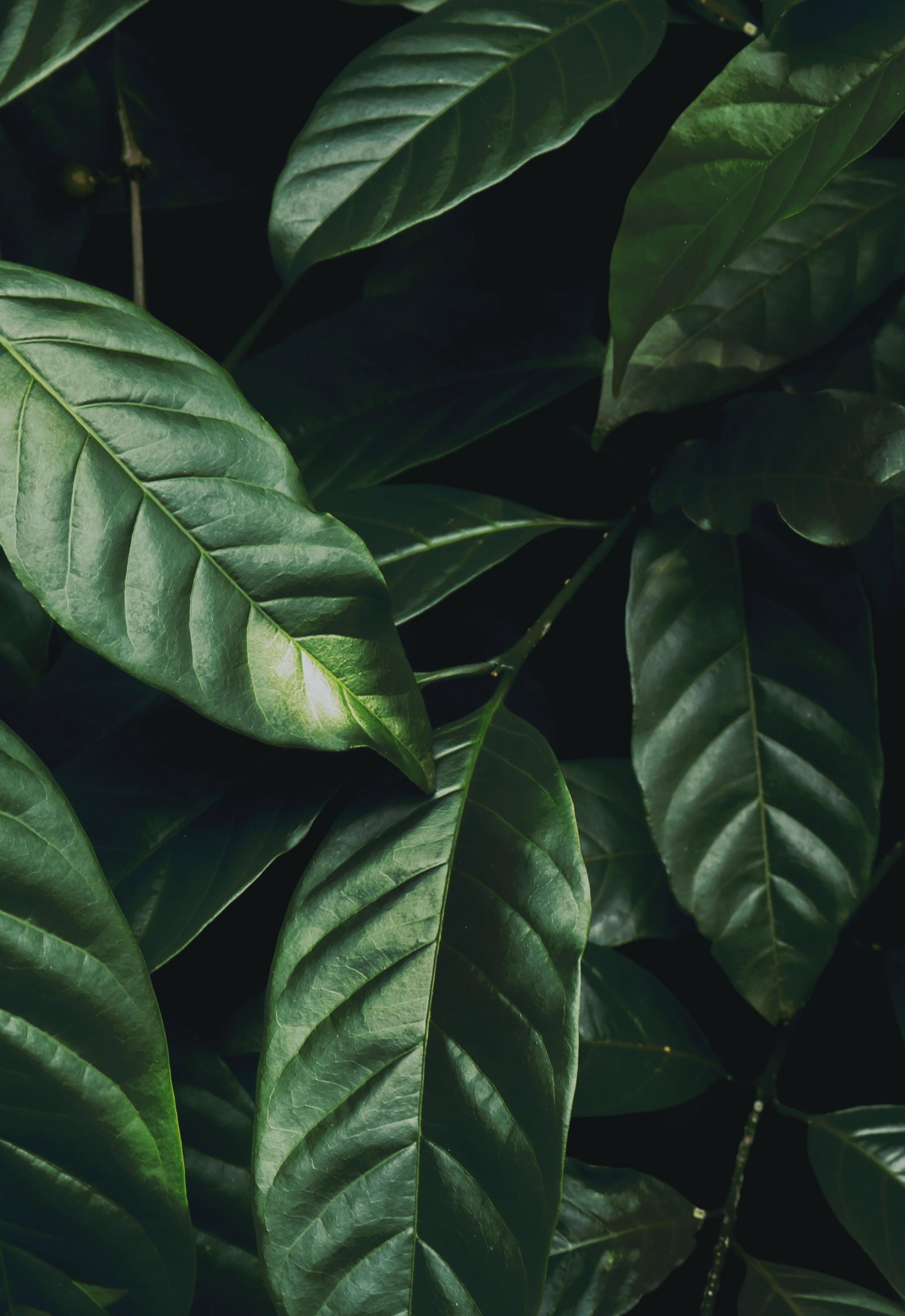 2031x2952 Download 2031x2952 Green Leaves, Plants Wallpaper