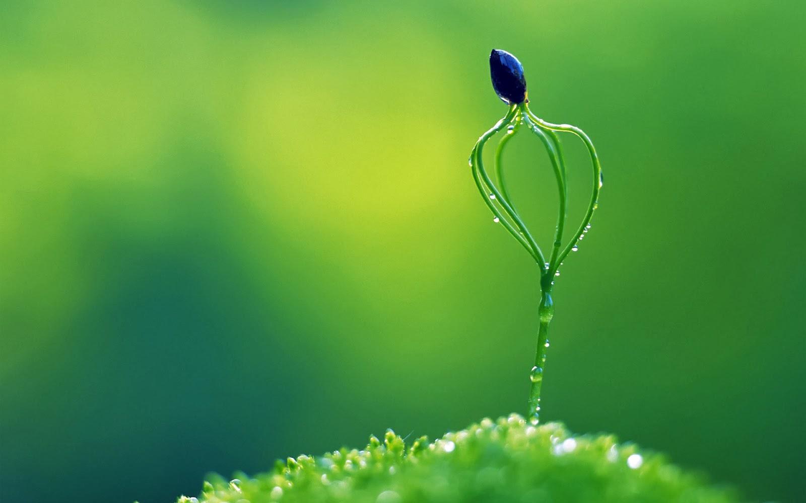 1600x1000 Beautiful Wallpaper For Desktop: HD Plants wallpaper