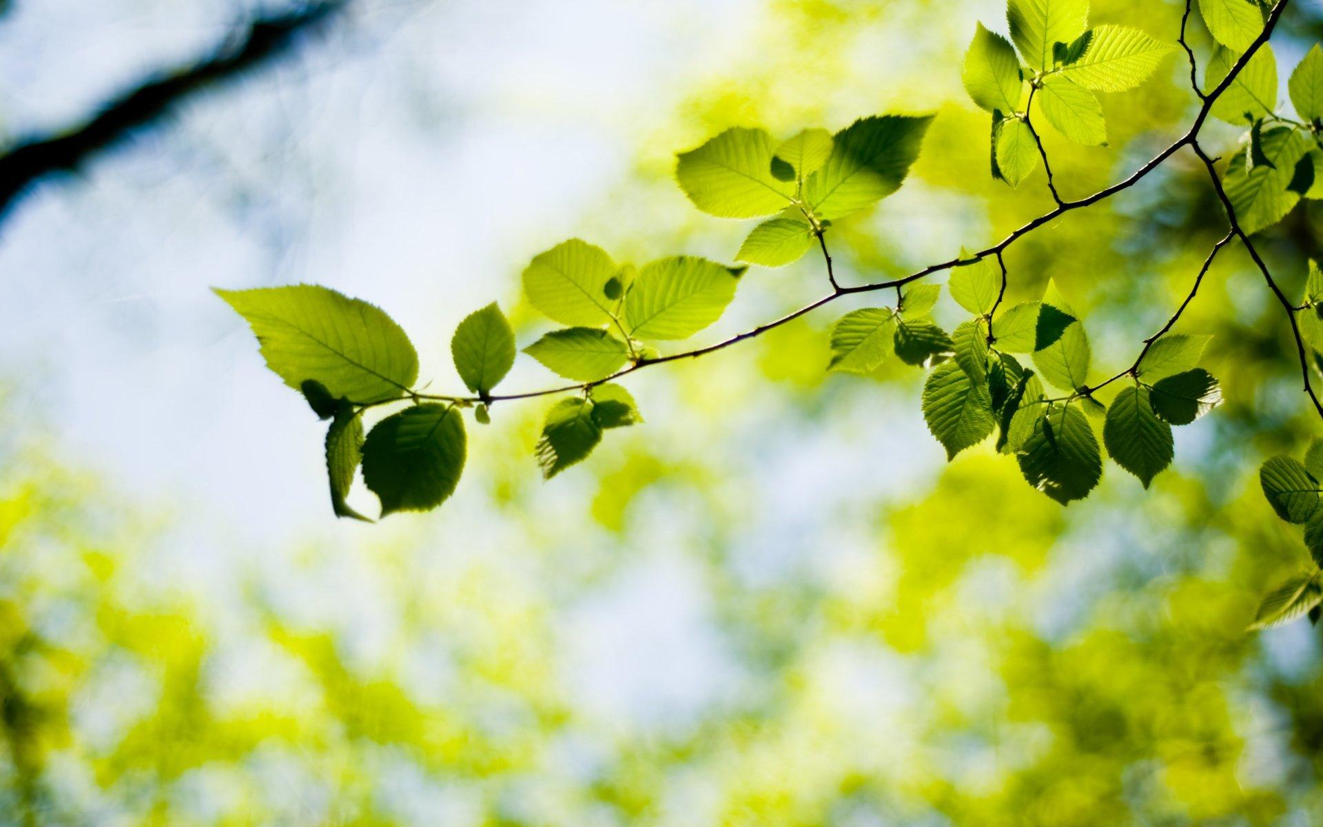1920x1200 bokeh wallpaper green macro wallpaper tree plant plants wallpaper