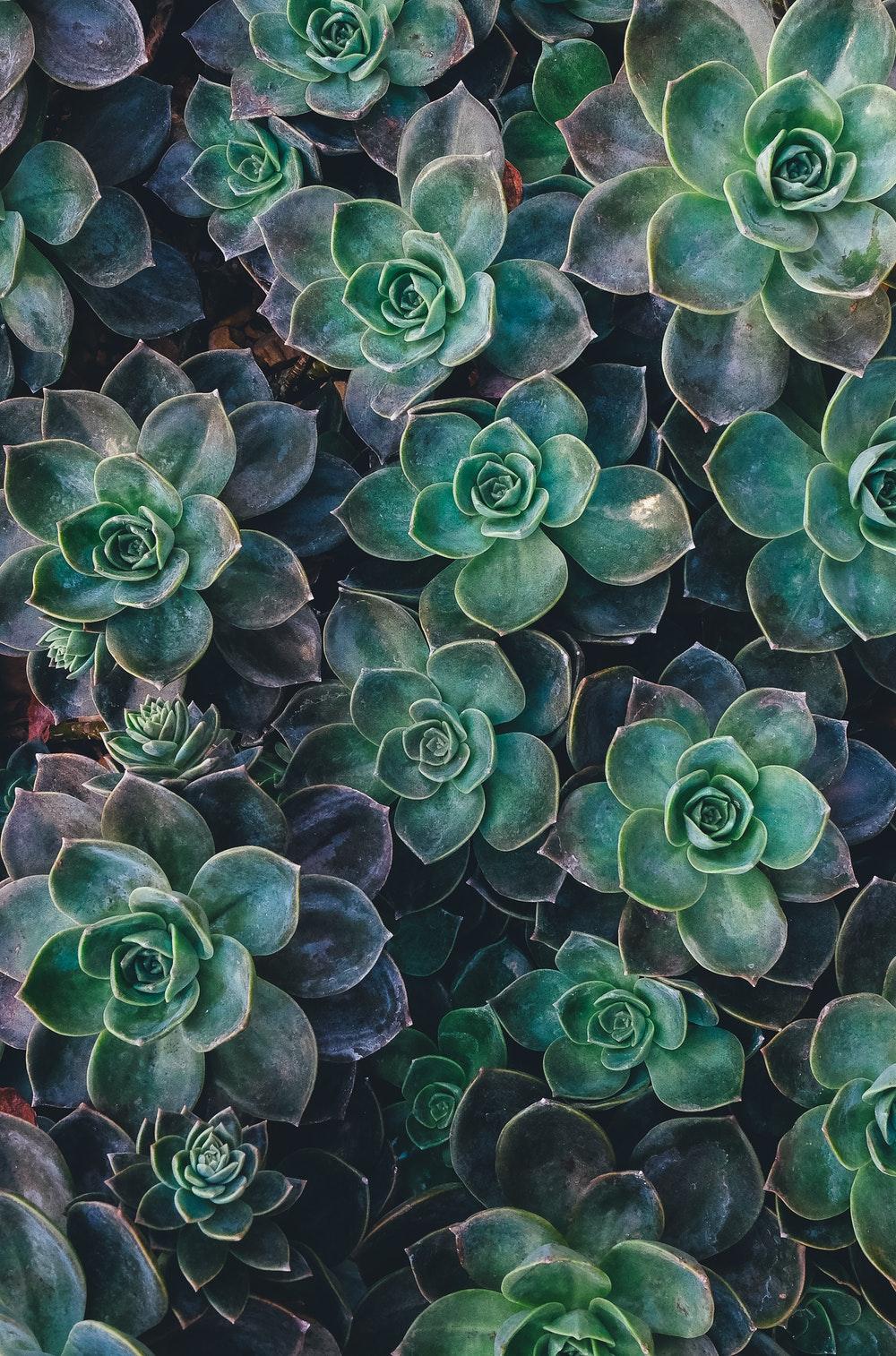 1000x1514 From a sunny afternoon spent wanderin. HD photo