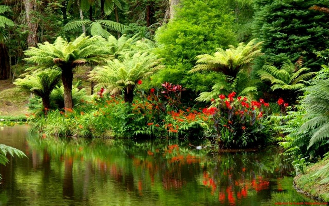 1280x804 Jungle Sea & Plants wallpaper. Jungle Sea & Plants