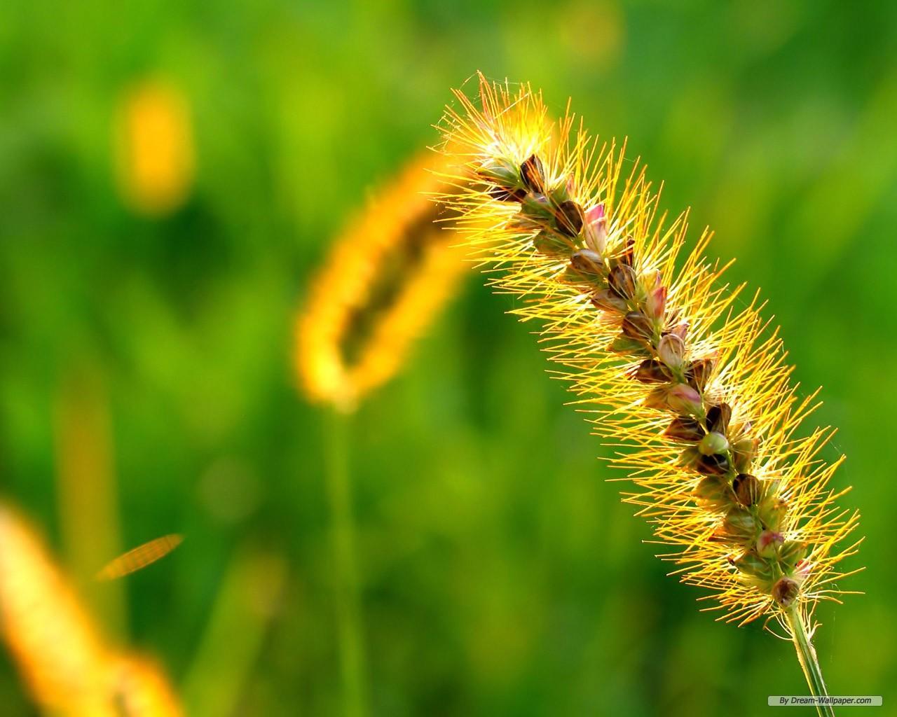 1280x1024 Free Wallpaper Nature wallpaper Plants Wallpaper 4