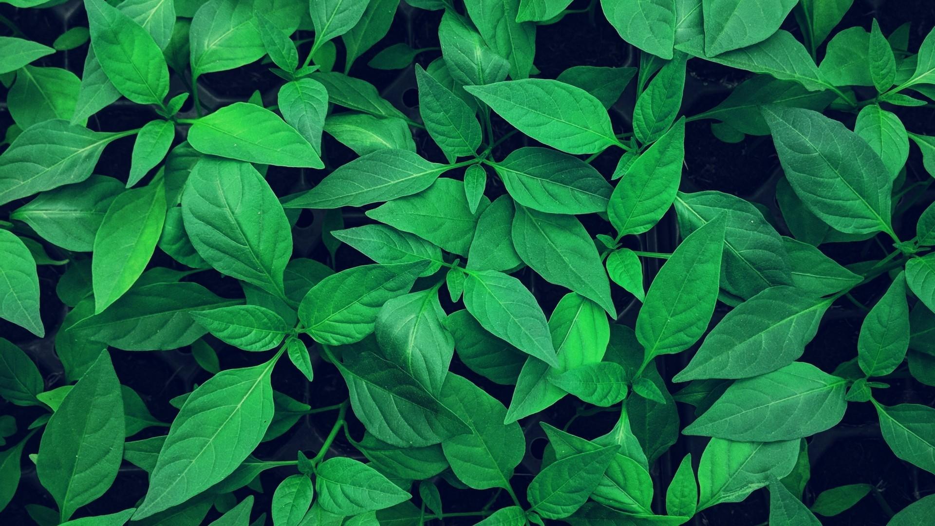 1920x1080 Download 1920x1080 Green Leaves, Close Up, Plants Wallpaper