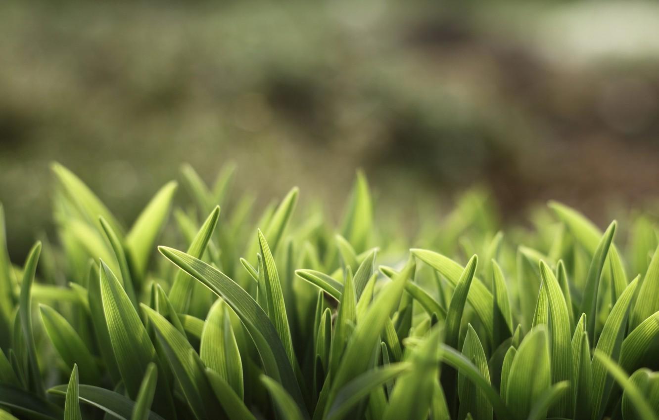 1332x850 Wallpaper greens, summer, grass, nature, plants, wallpaper