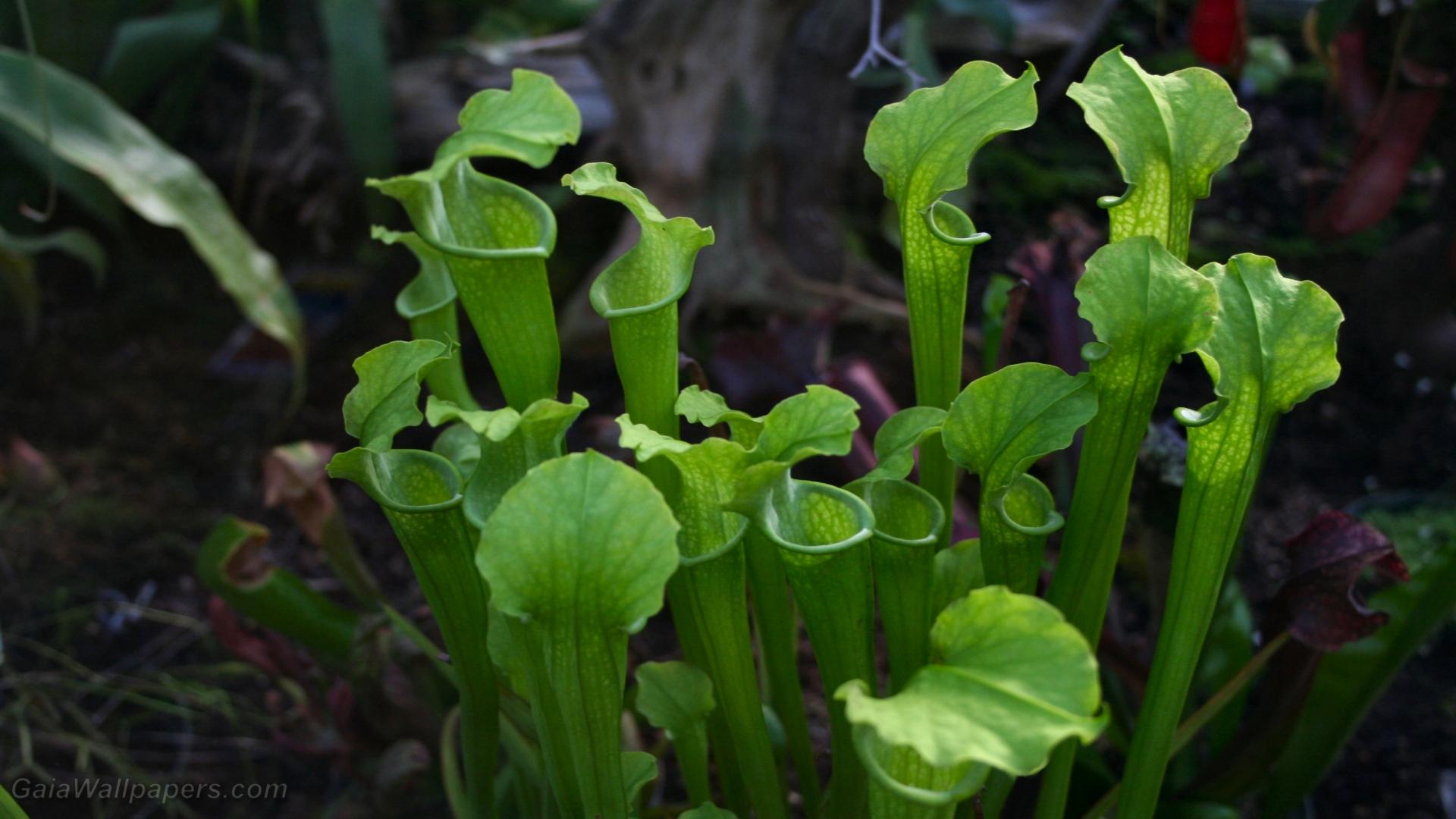 1920x1080 Carnivorous plants wallpaper Desktop Wallpaper